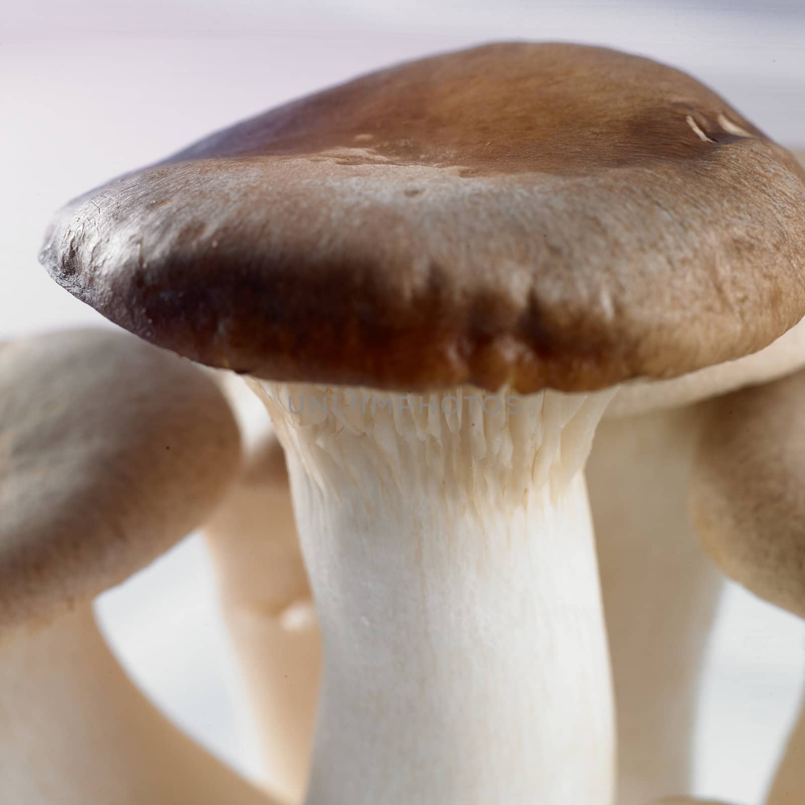 close-up of a mushroom isolated on a white background