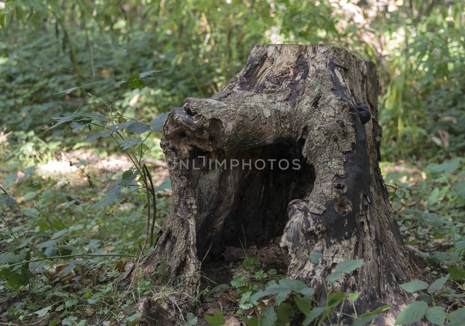 old hollw part of big tree in the forest