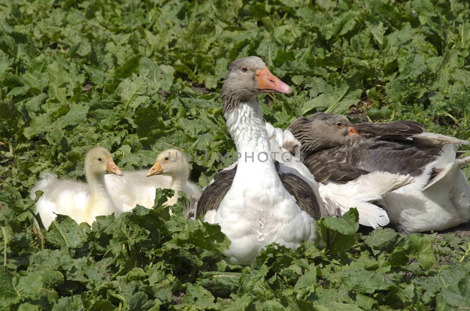 Domestic goose with fledglings by Arrxxx