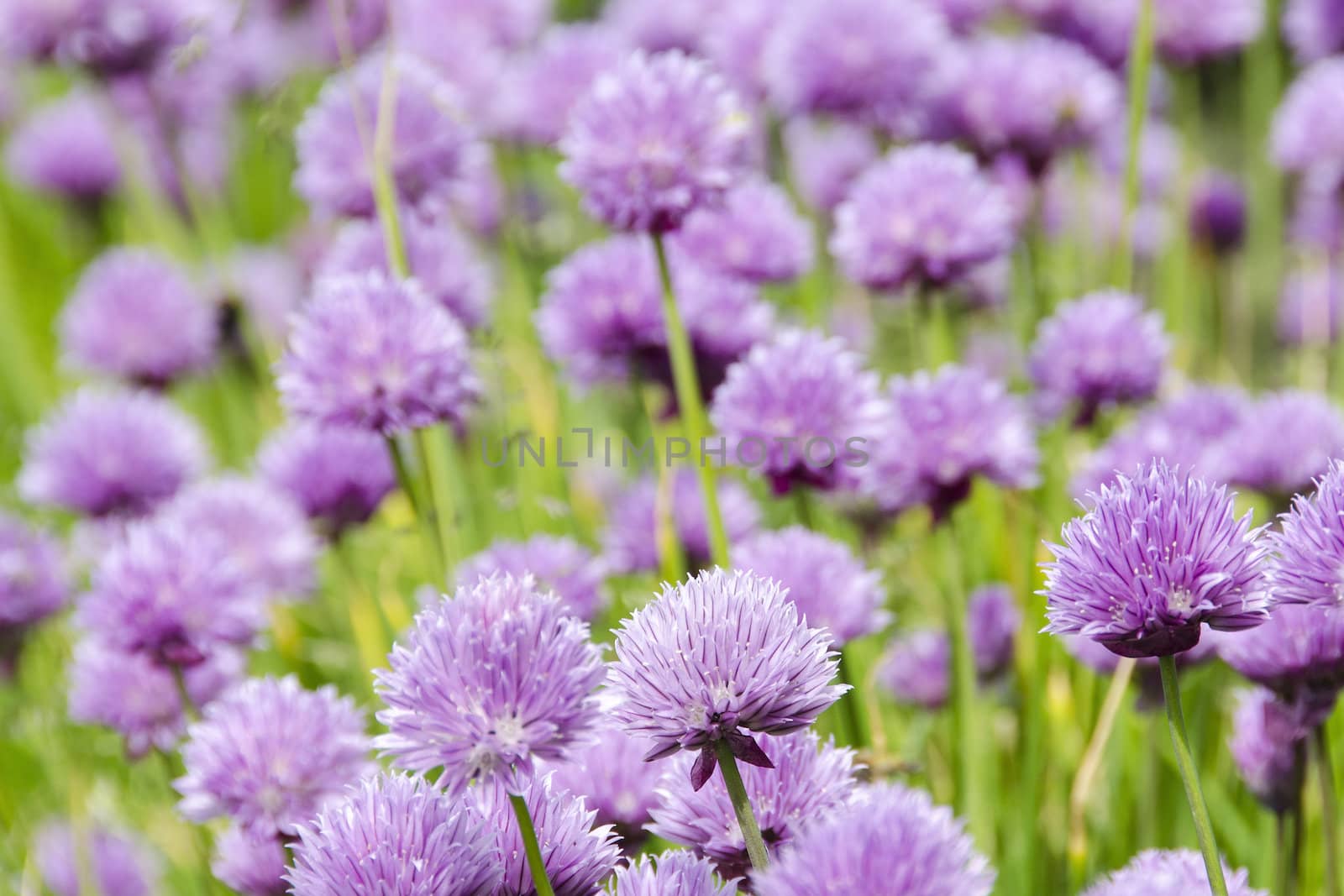 Flowering purple chive blossoms, Allium schoenoprasum a fresh herb