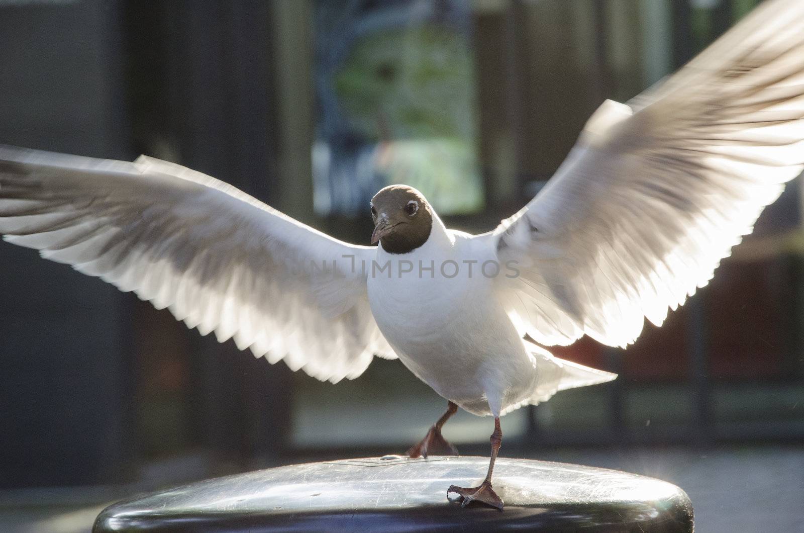 Black-headed Gull, Chroicocephalus ridibundus with open wings 