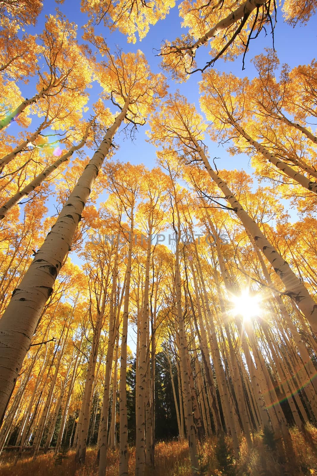 Aspen trees with fall color, San Juan National Forest, Colorado, USA