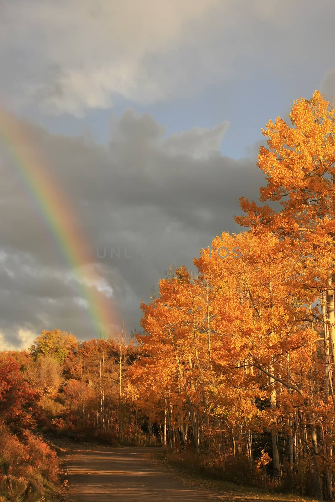 Rainbow over aspen trees, Colorado, USA