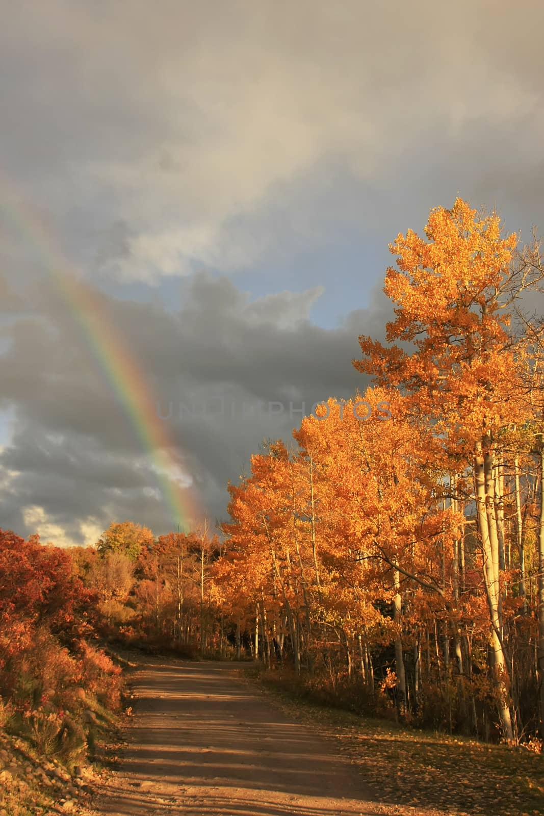 Rainbow over aspen trees, Colorado by donya_nedomam