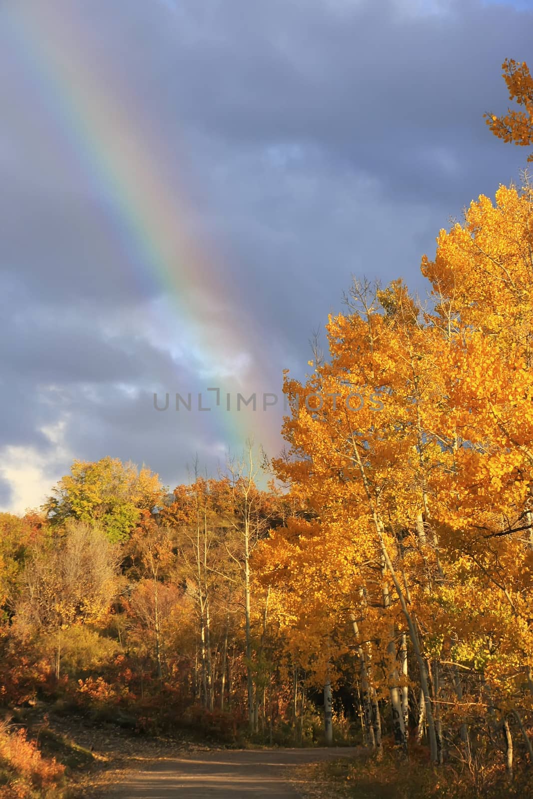 Rainbow over aspen trees, Colorado, USA