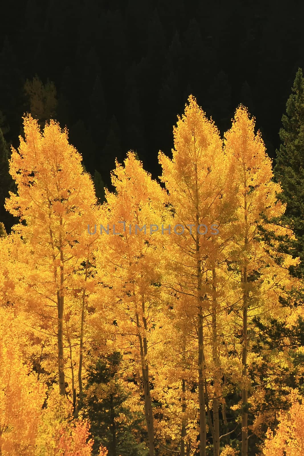 Aspen trees with fall color, San Juan National Forest, Colorado by donya_nedomam