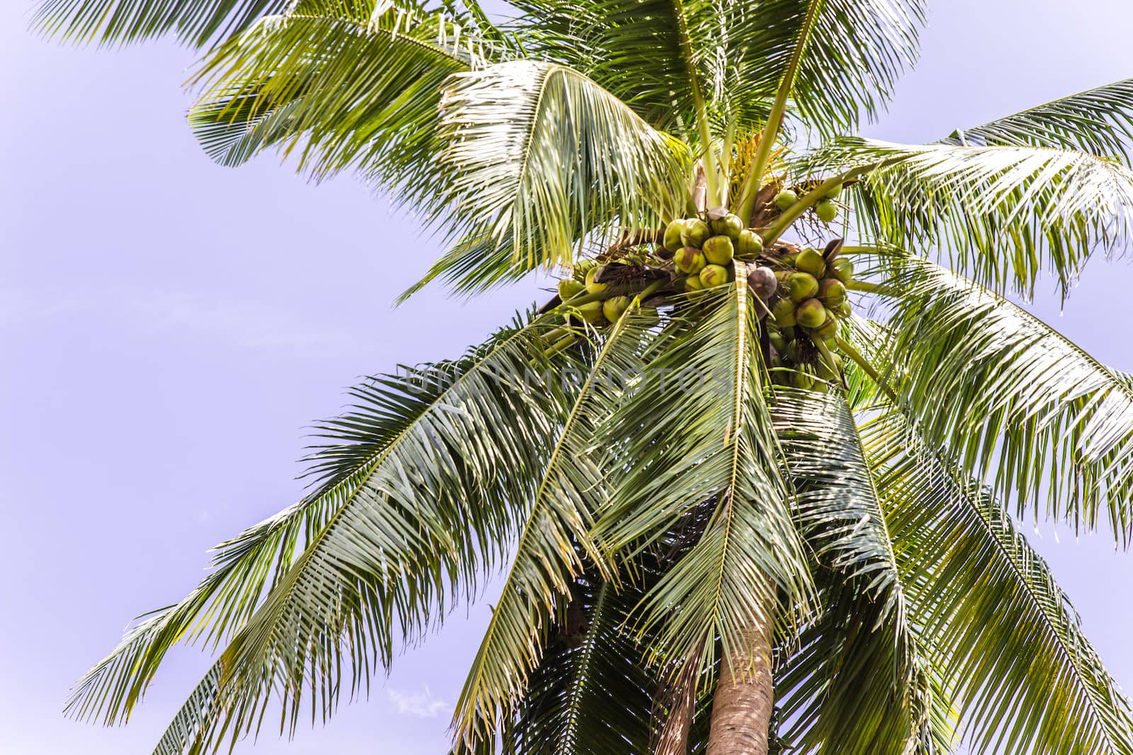 Coconut tree and blue sky by photo2life