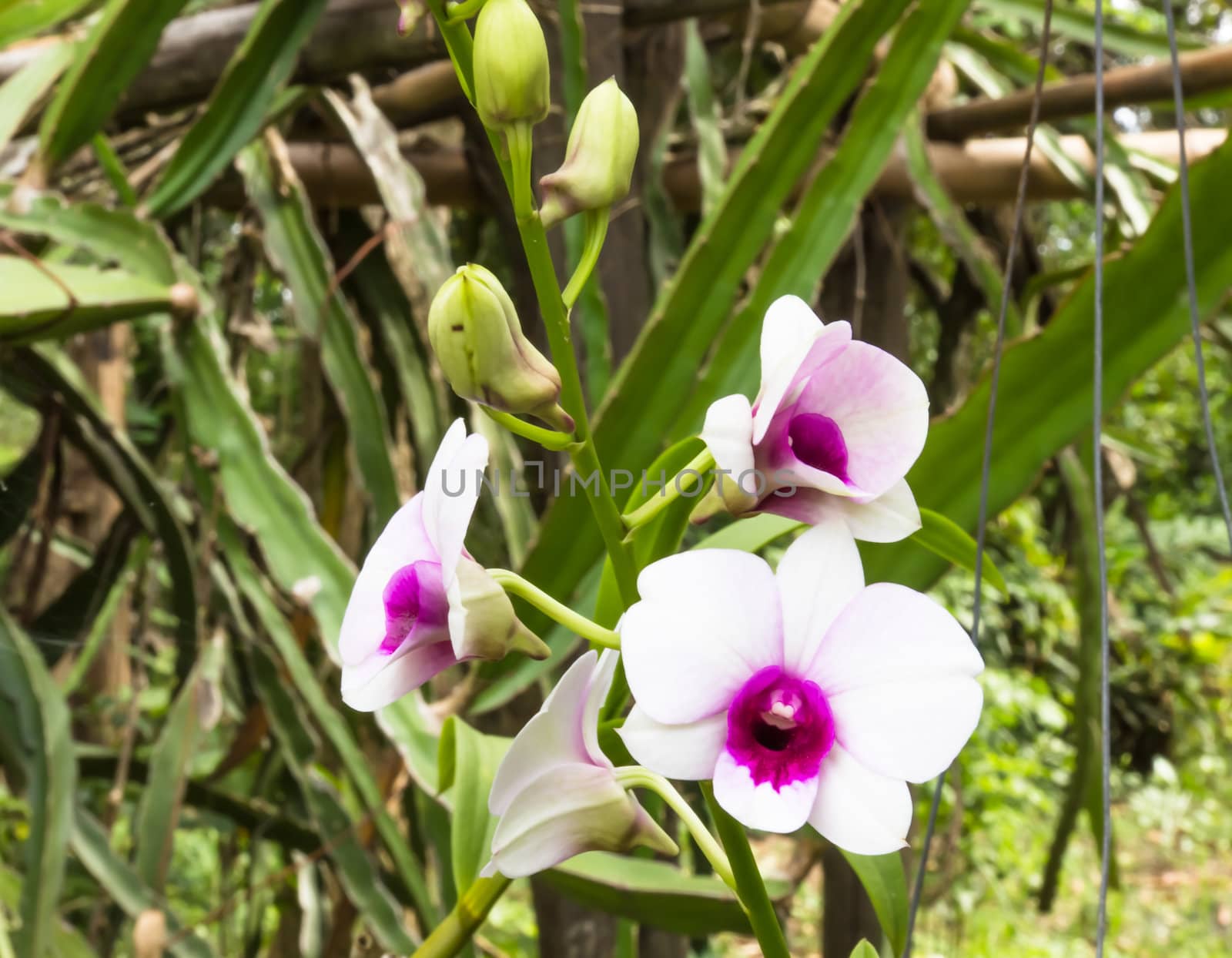 Beautiful orchid flowers in garden ,Nature in Thailand by photo2life