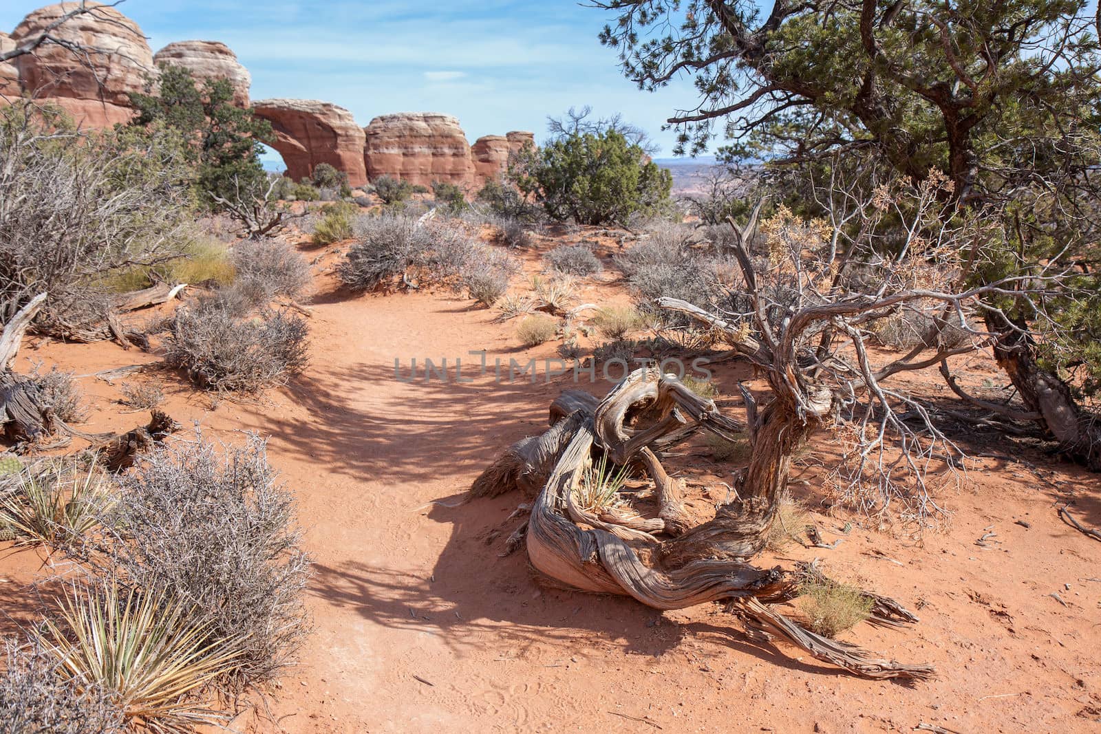 The rugged landscape of Arches National Park includes weathered, picturesque flora as pictured here.