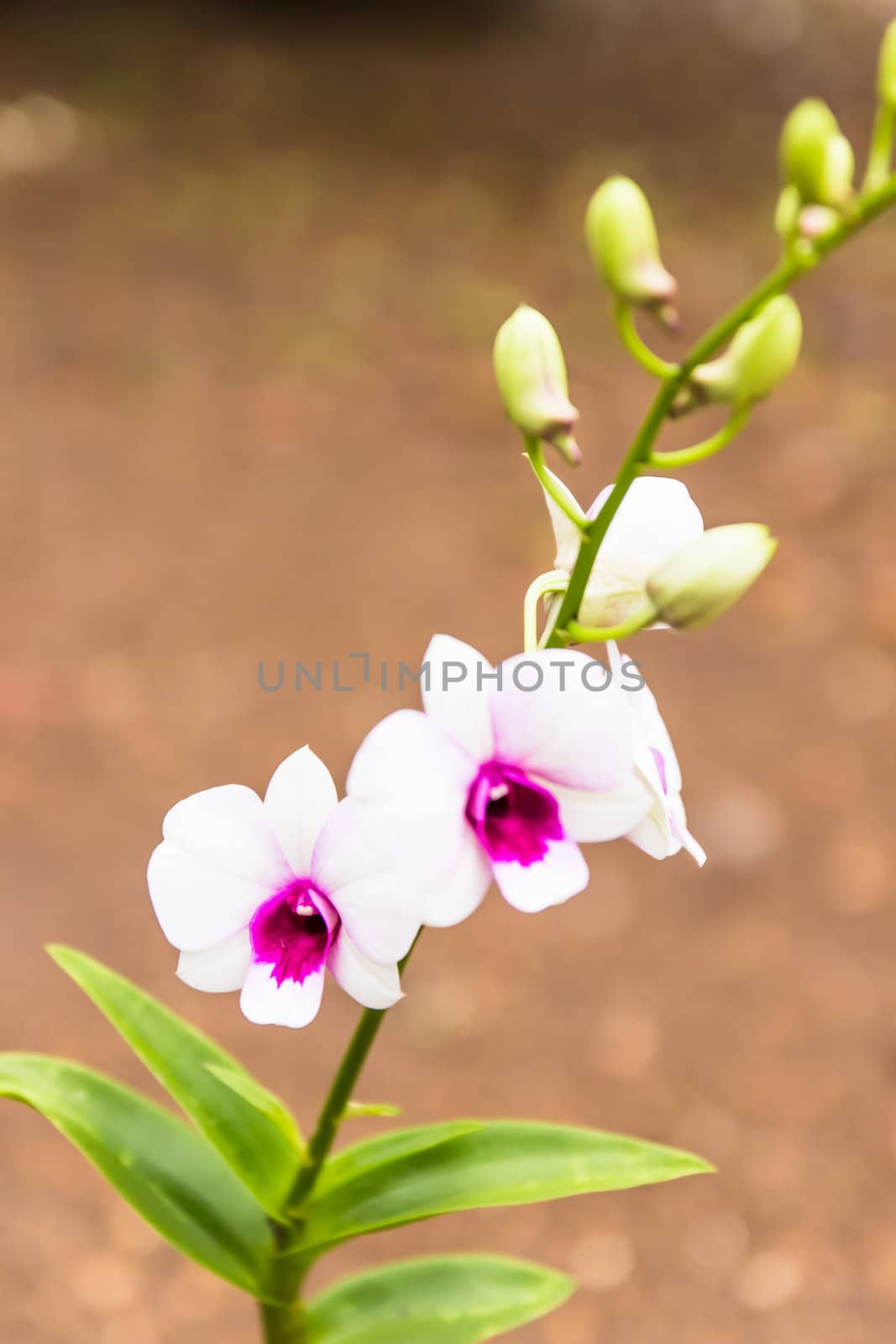 Beautiful orchid flowers in garden ,Nature in Thailand by photo2life