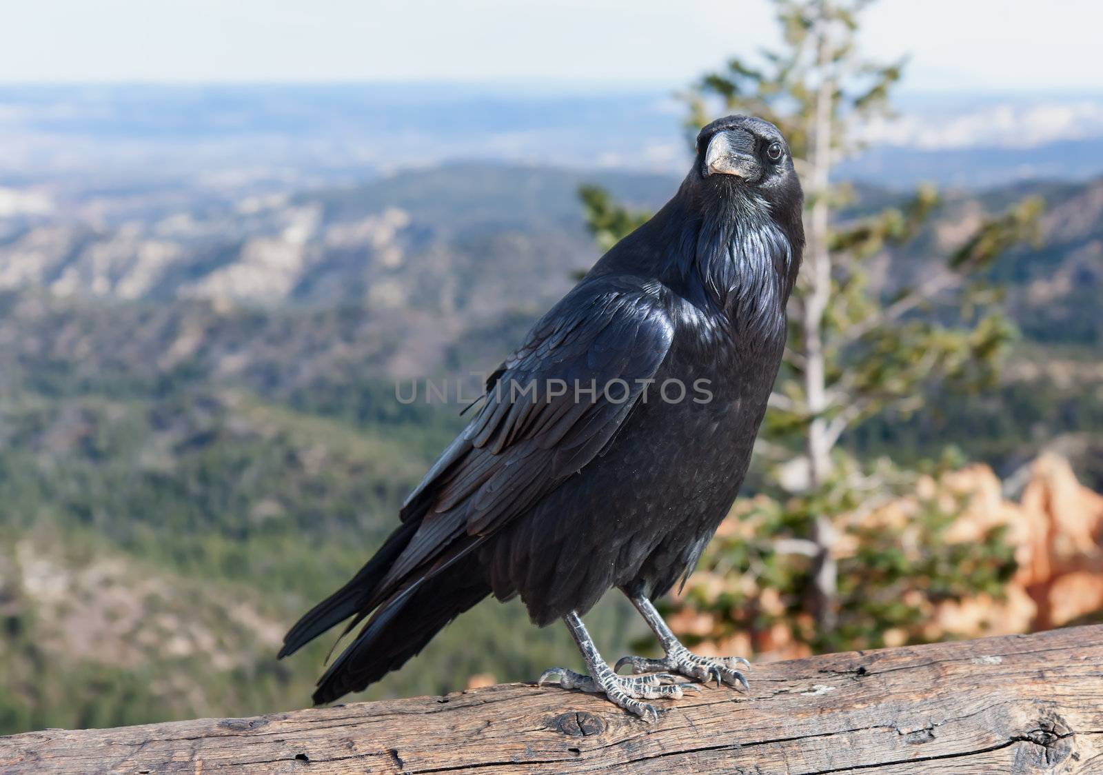 The Guardian of Ponderosa Point by picturyay