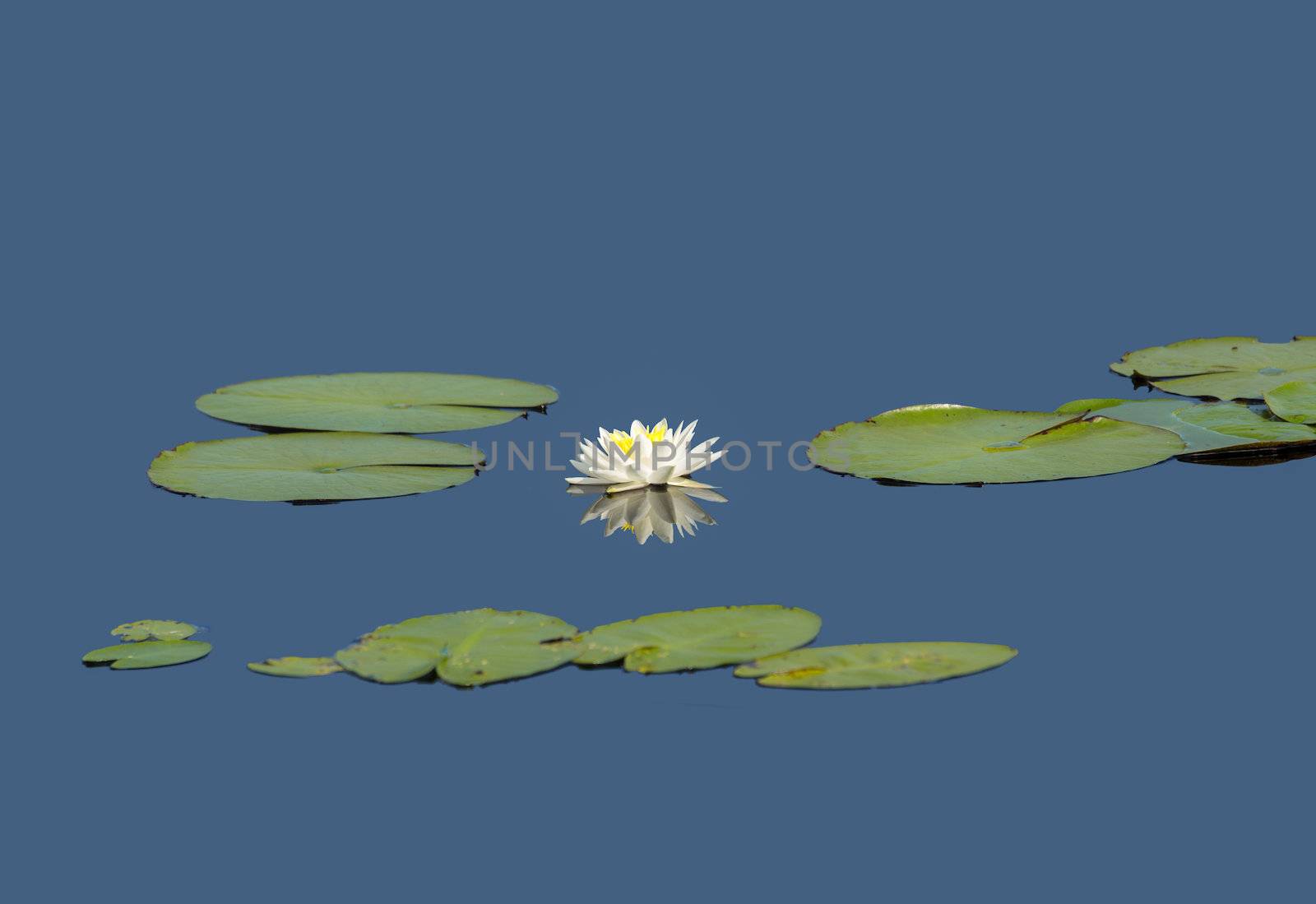 Water Lily Star by picturyay