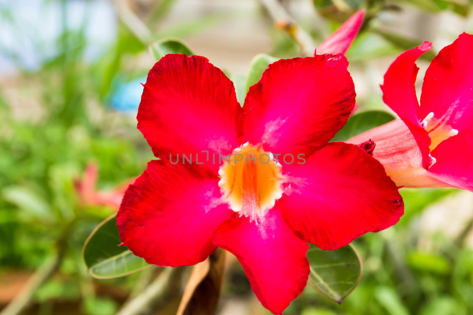 Red desert rose flower close up and flowers at backgroud