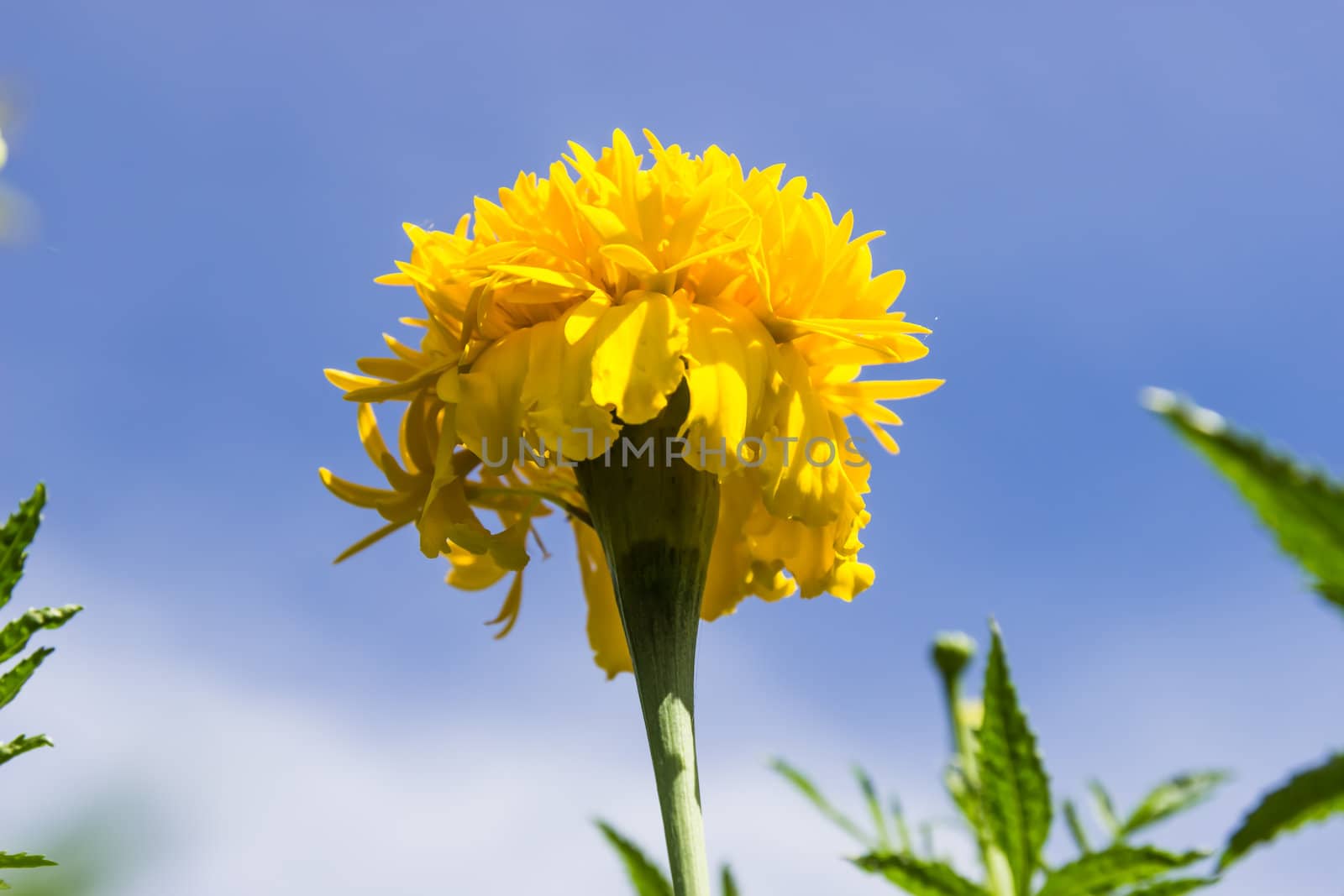 Marigolds flowers and blue sky in garden ,Thailand