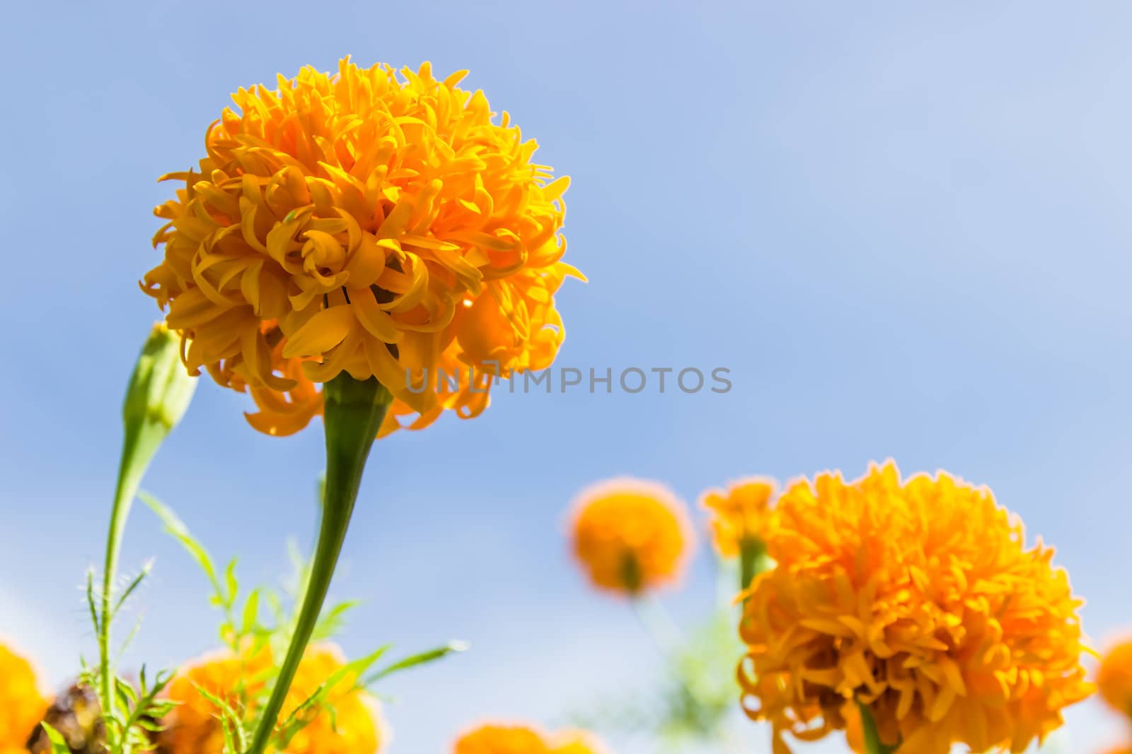 Marigolds flowers and blue sky in garden ,Thailand by photo2life