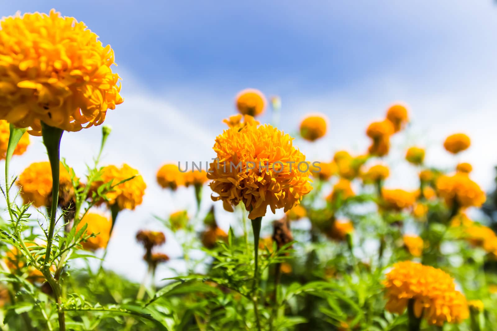 Marigolds flowers and blue sky in garden ,Thailand by photo2life