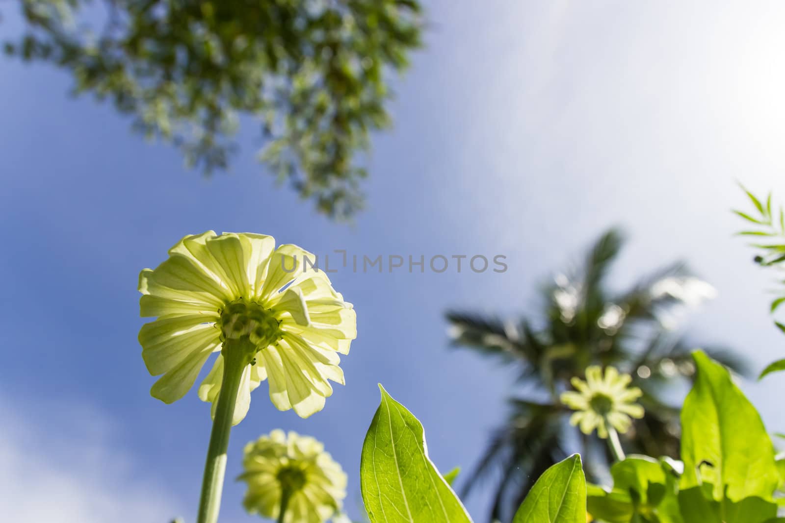 Zinnia flower on garden, Zinnia of the family Asteraceae. by photo2life