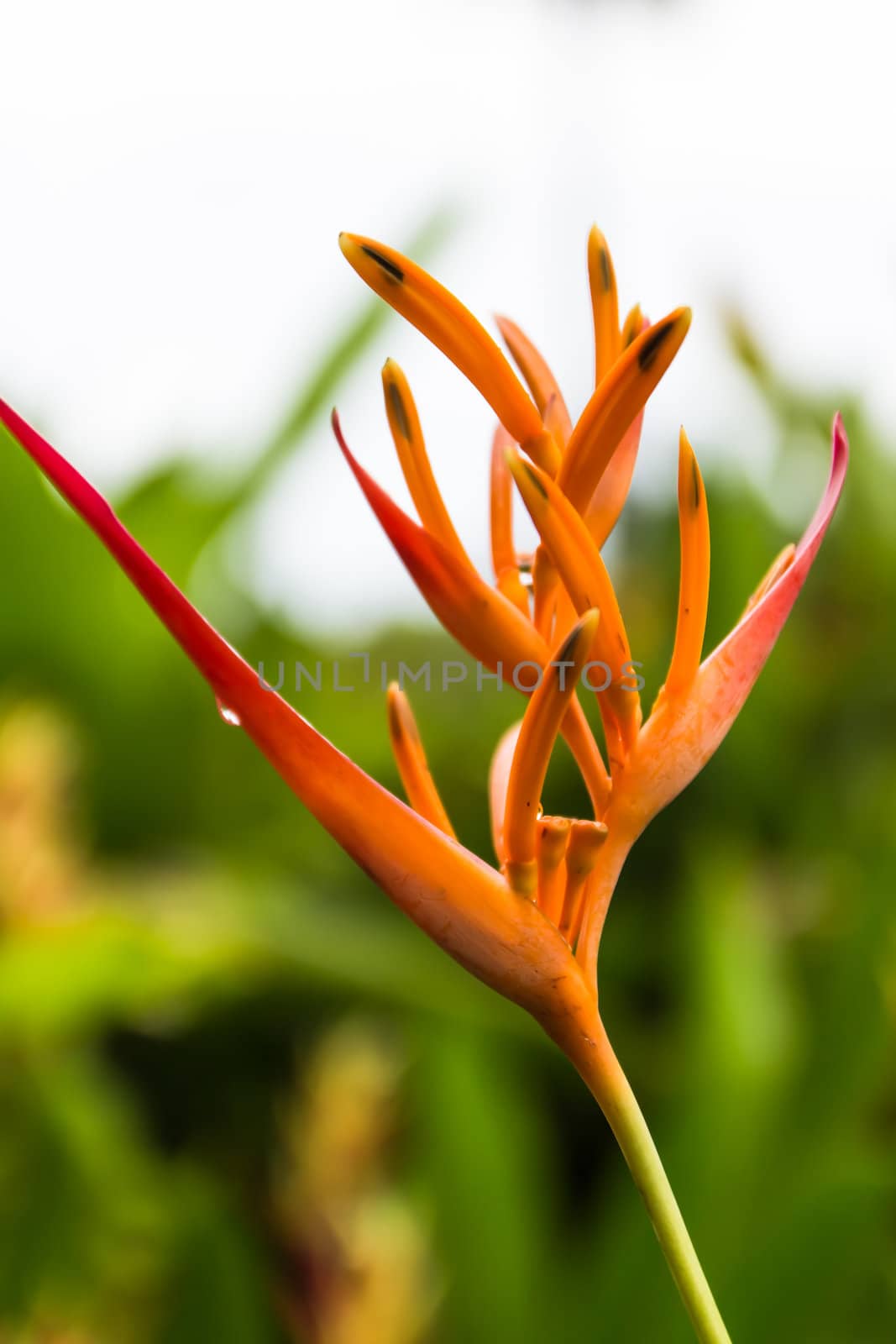 Heliconia flower blossom in garden on flowers at backgroud by photo2life