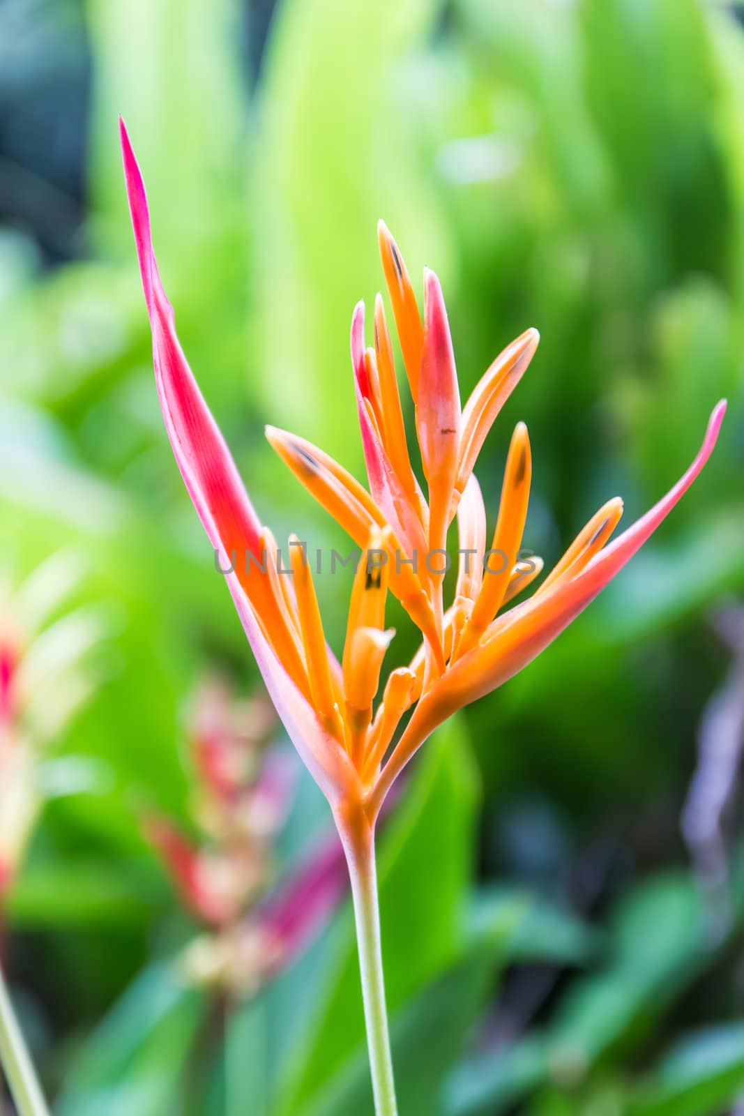 Heliconia flower blossom in garden on flowers at backgroud