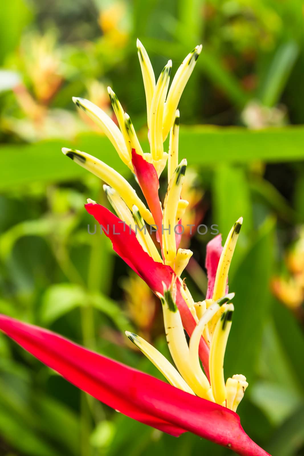 Heliconia flower blossom in garden on flowers at backgroud