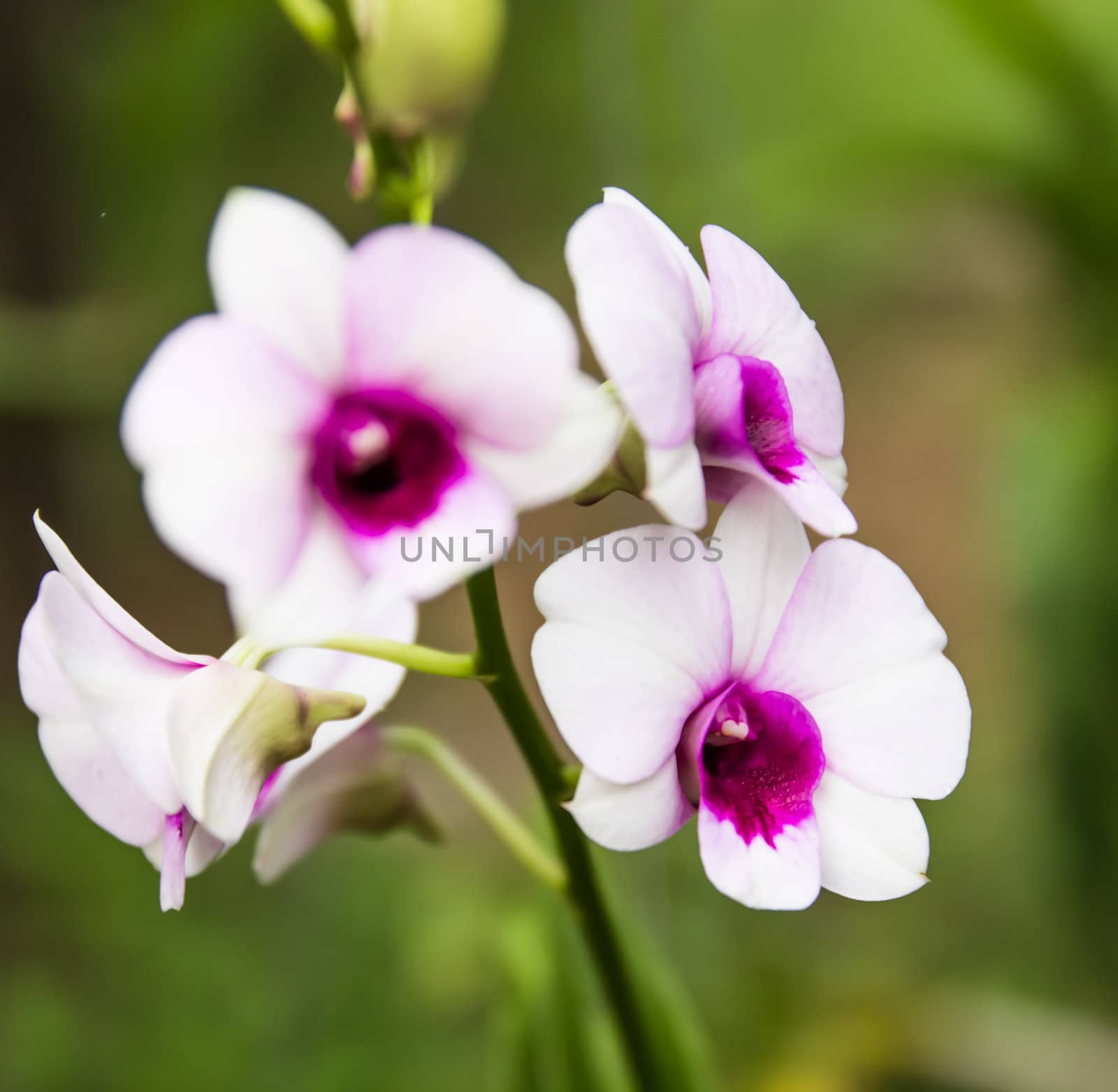 Beautiful orchid flowers in garden ,Nature in Thailand  by photo2life