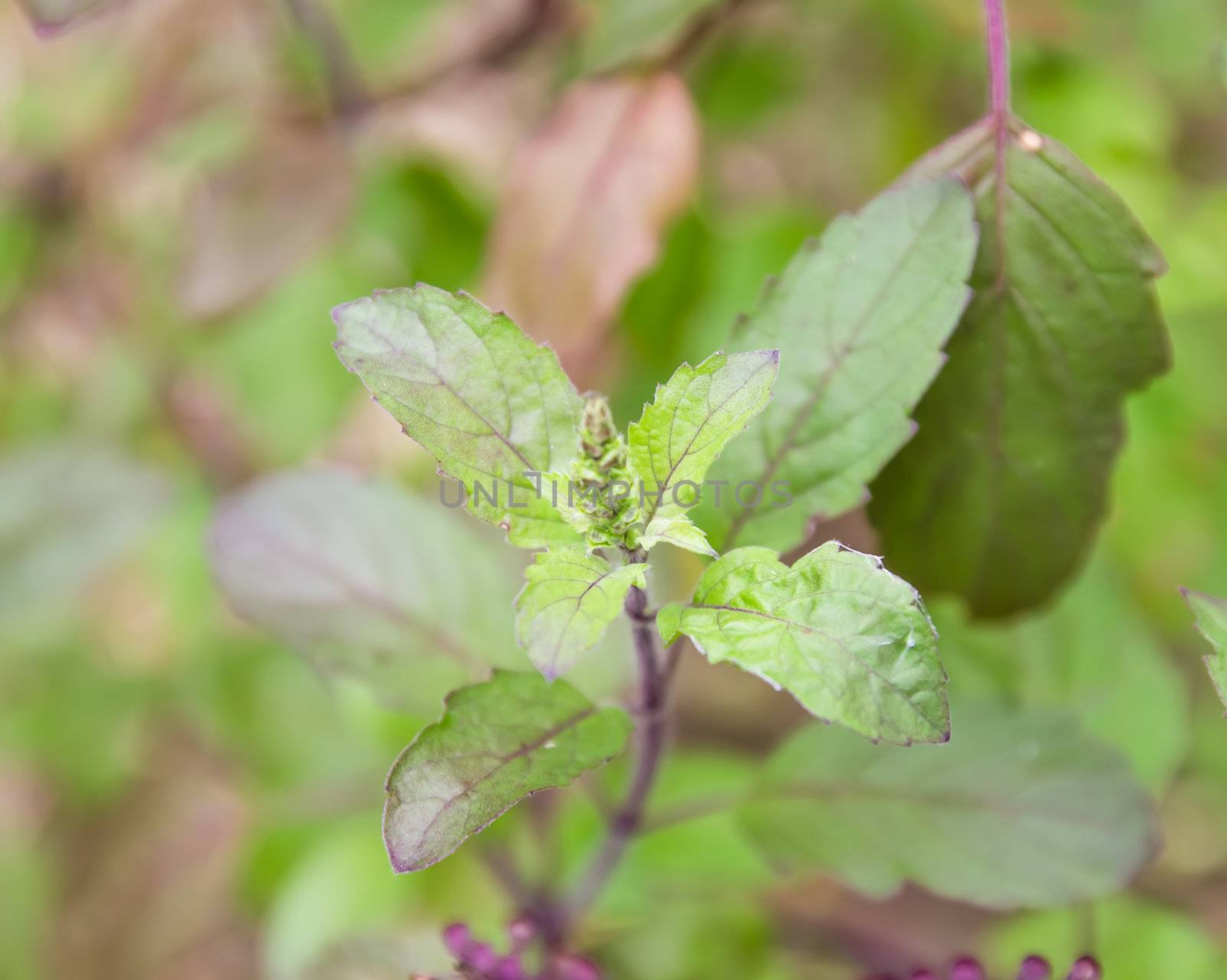 Red basil on garden backgroud in Thailand