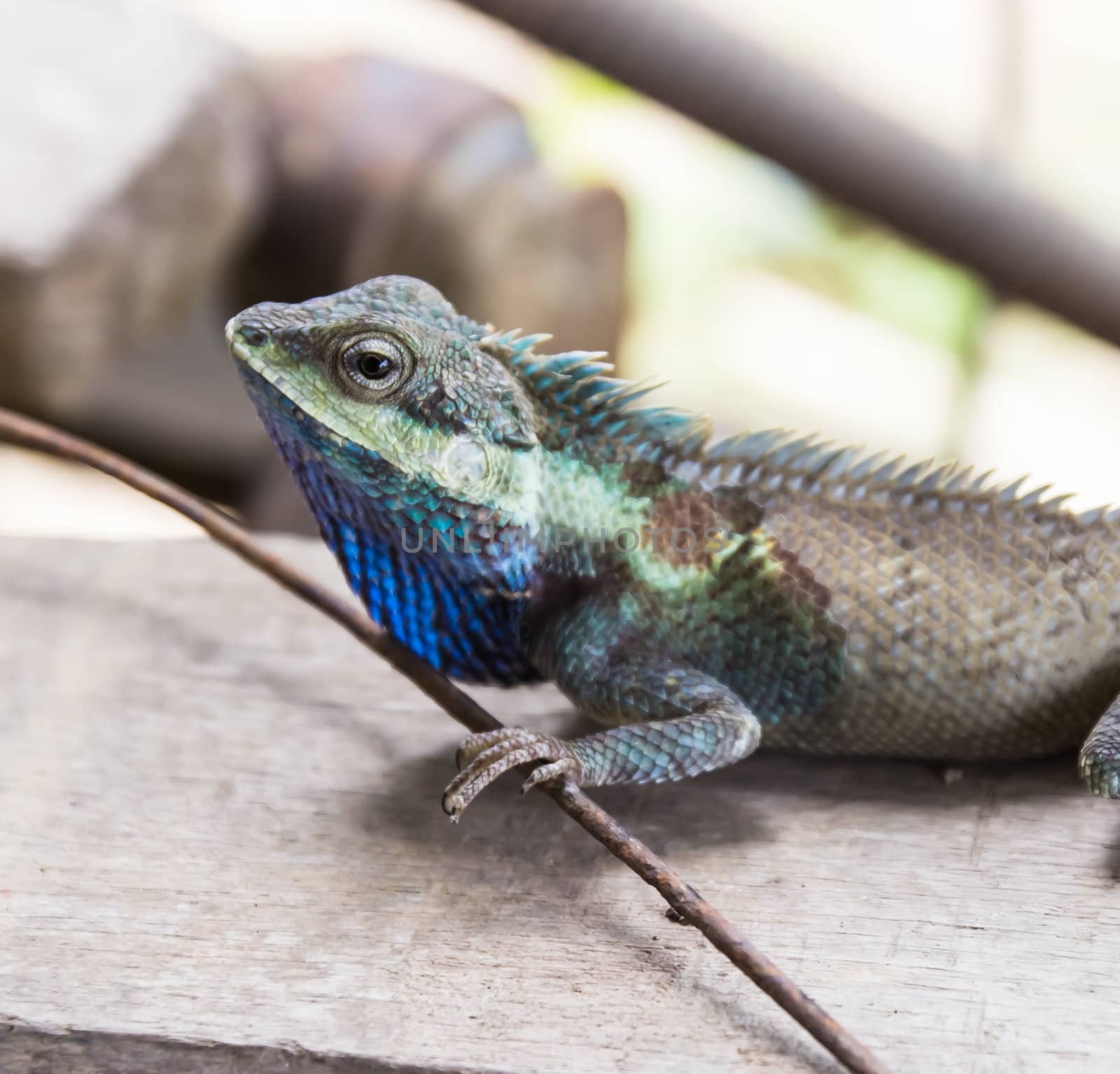 Lizard, Closeup of a colorful lizard on wood background.  by photo2life