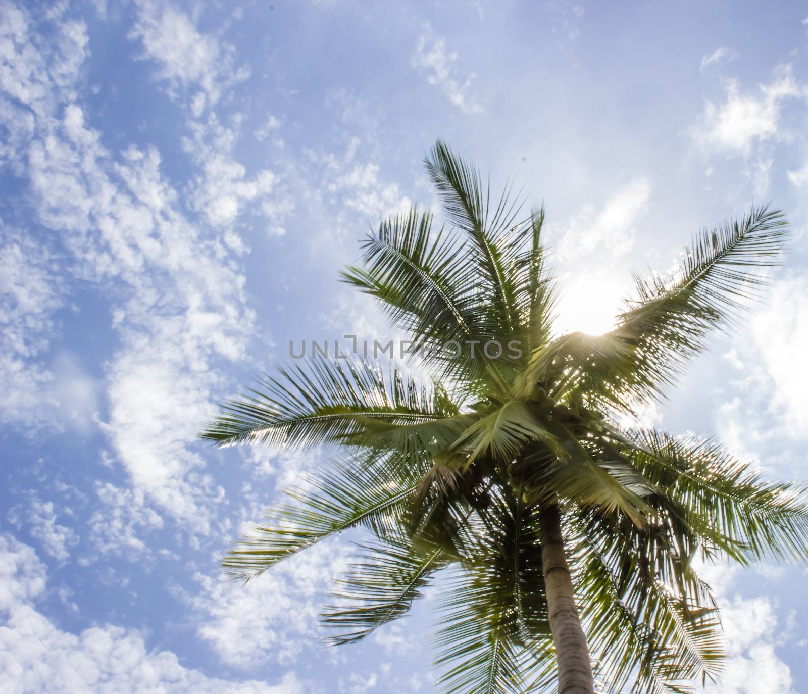 A Coconut tree and  sunny blue sky.