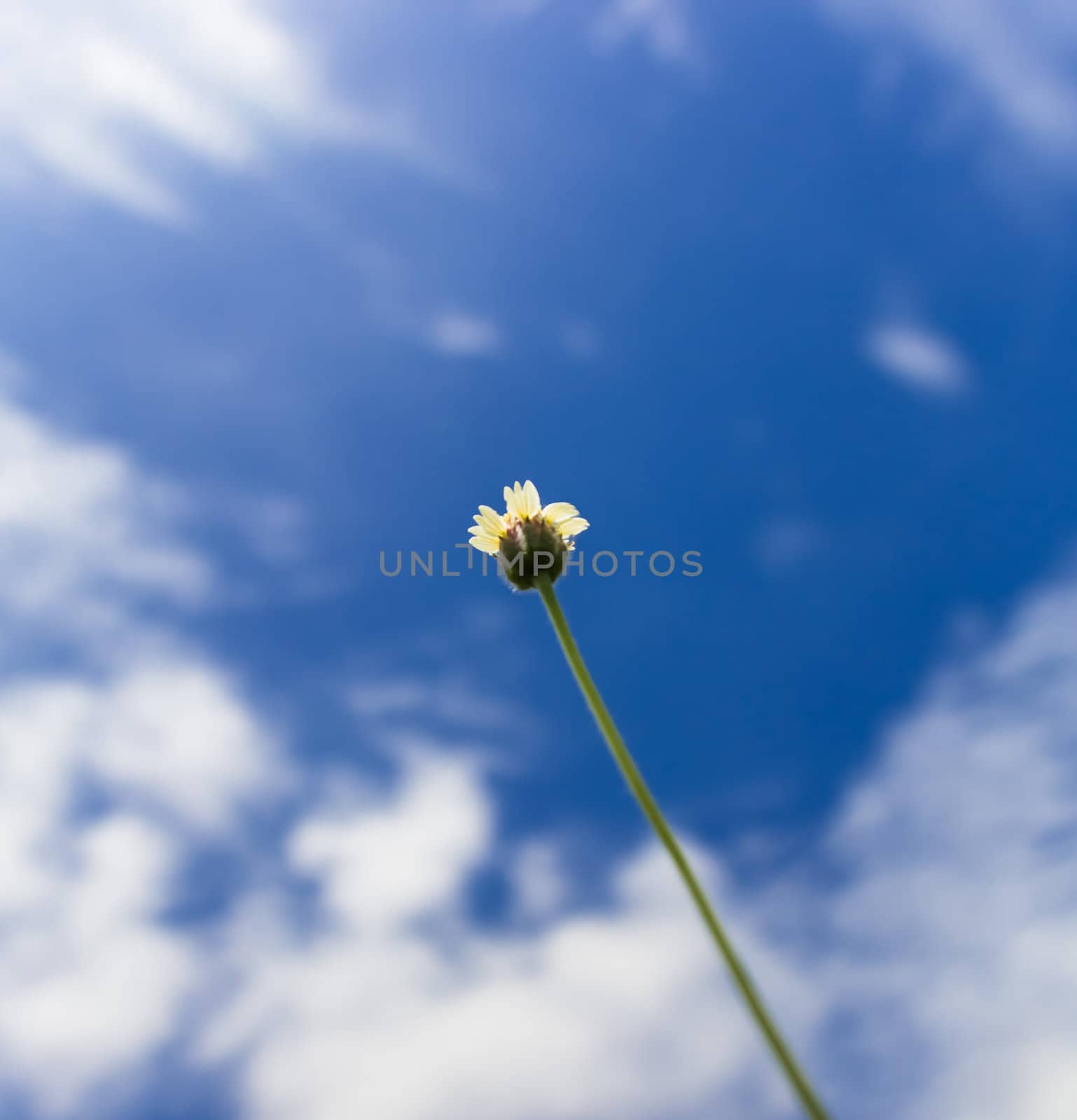 Wildflowers in the field in Thailand