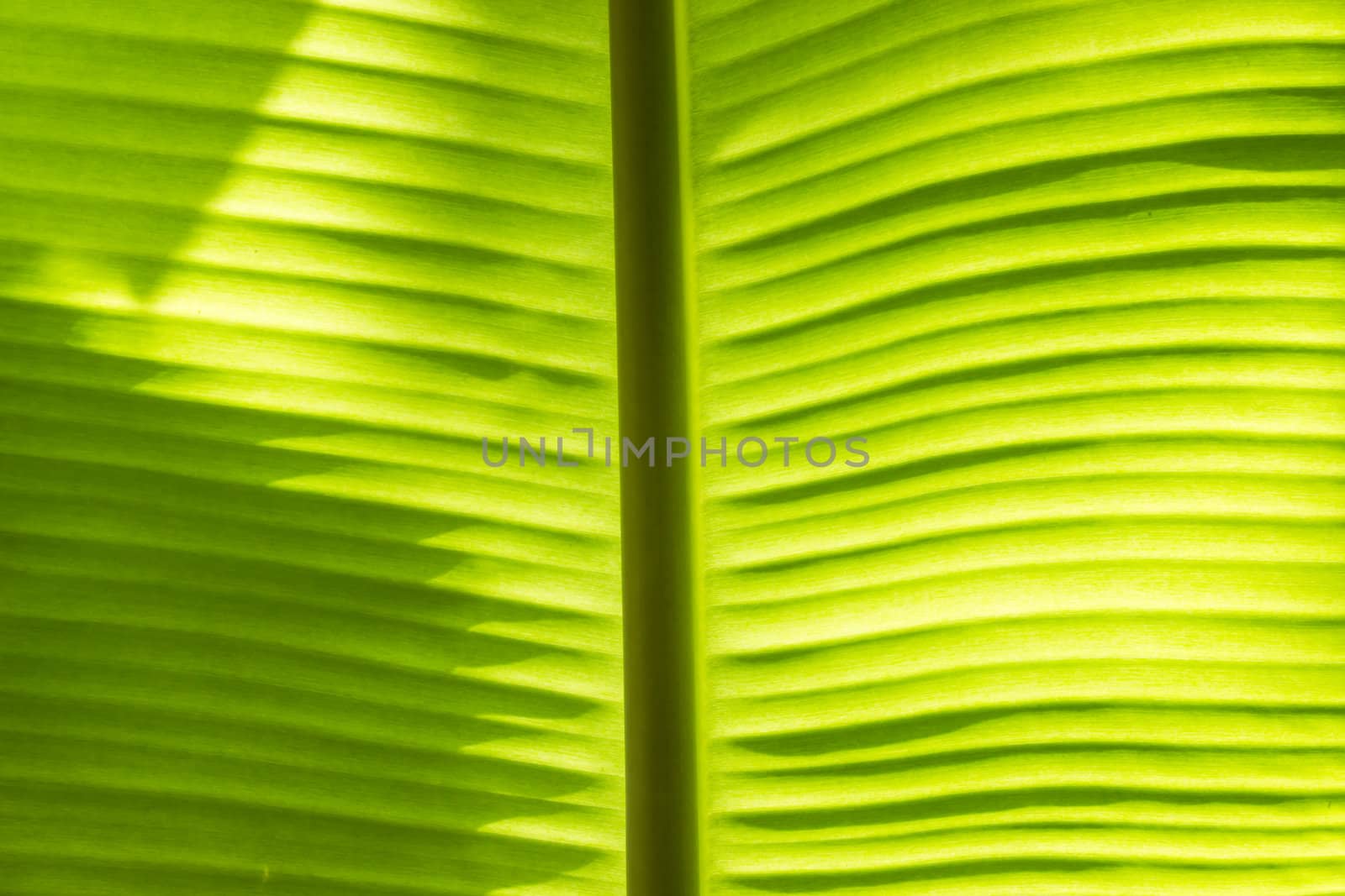 Bright Banana Leaf Background,Close-up a big banana leaf glowing in the sun