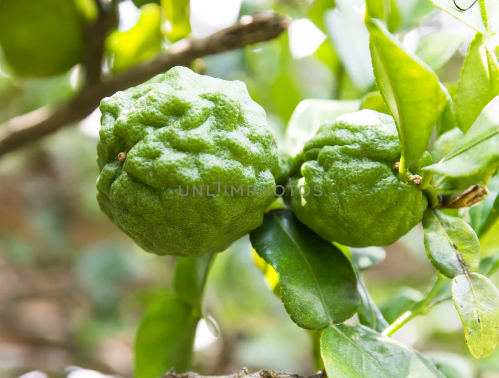 Kaffir Lime or Bergamot fruit on tree by photo2life