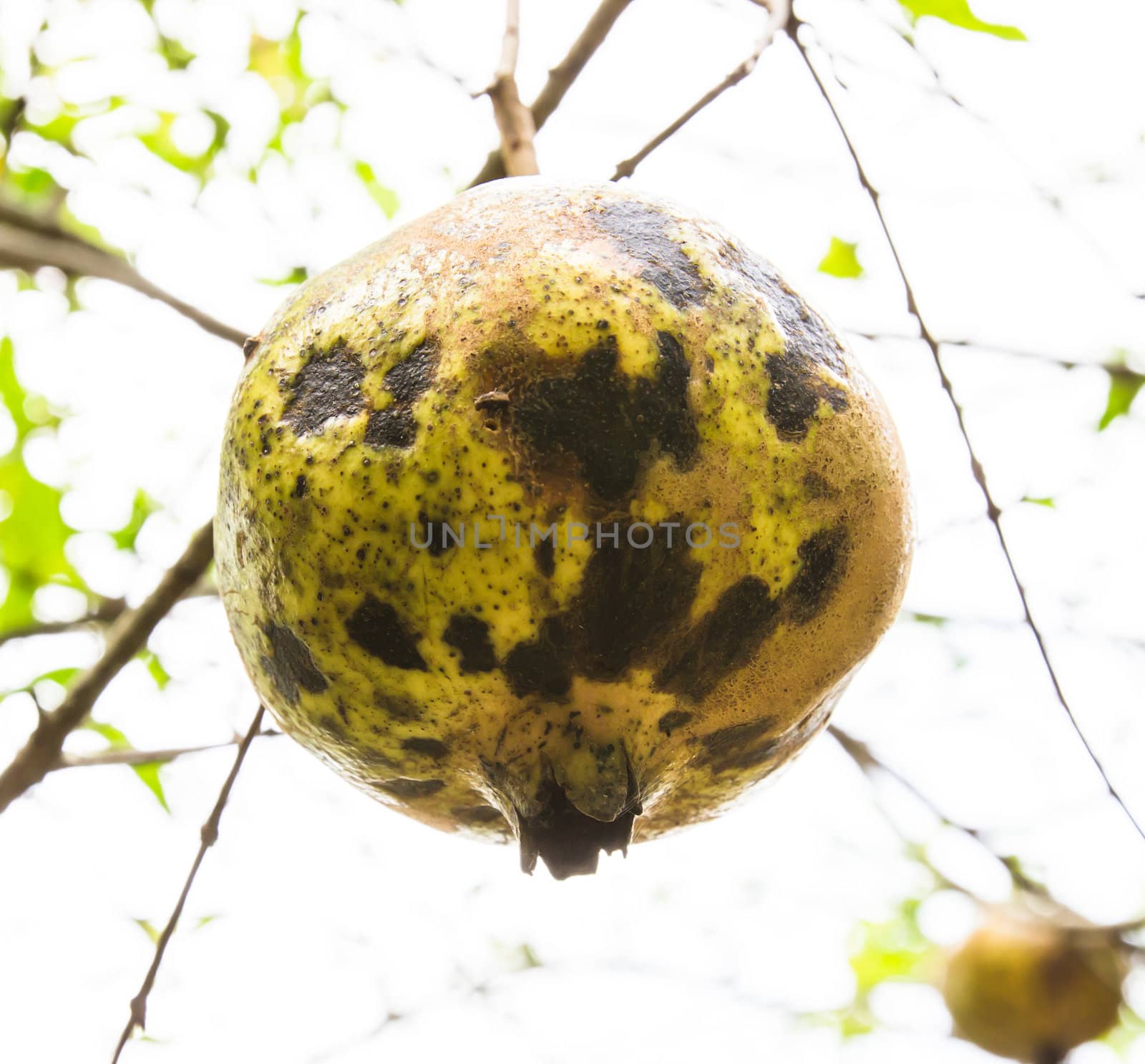 Pomegranate fruit on tree  by photo2life