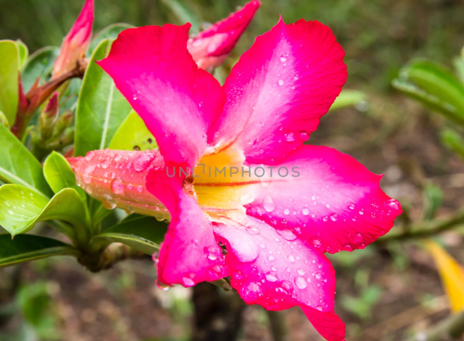 Water drop on  red desert rose flower close up and flowers at ba by photo2life