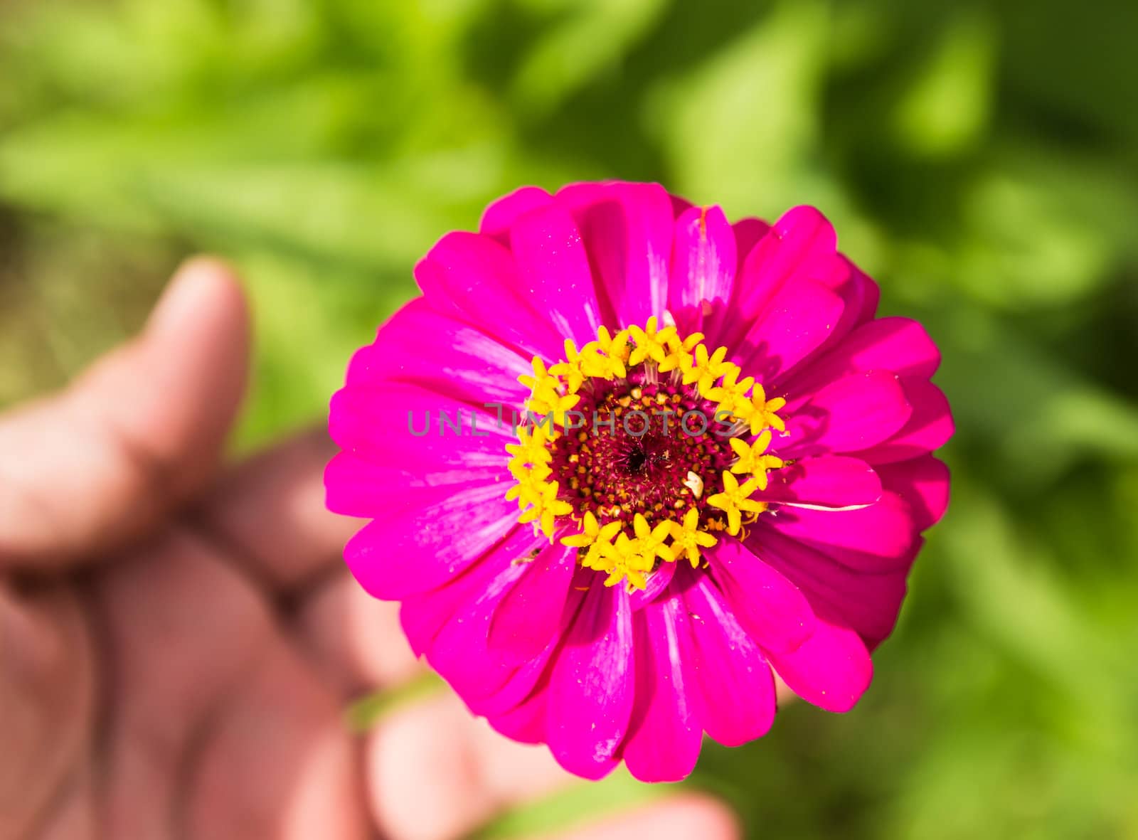 Zinnia pink flower  - Zinnia of the family Asteraceae.