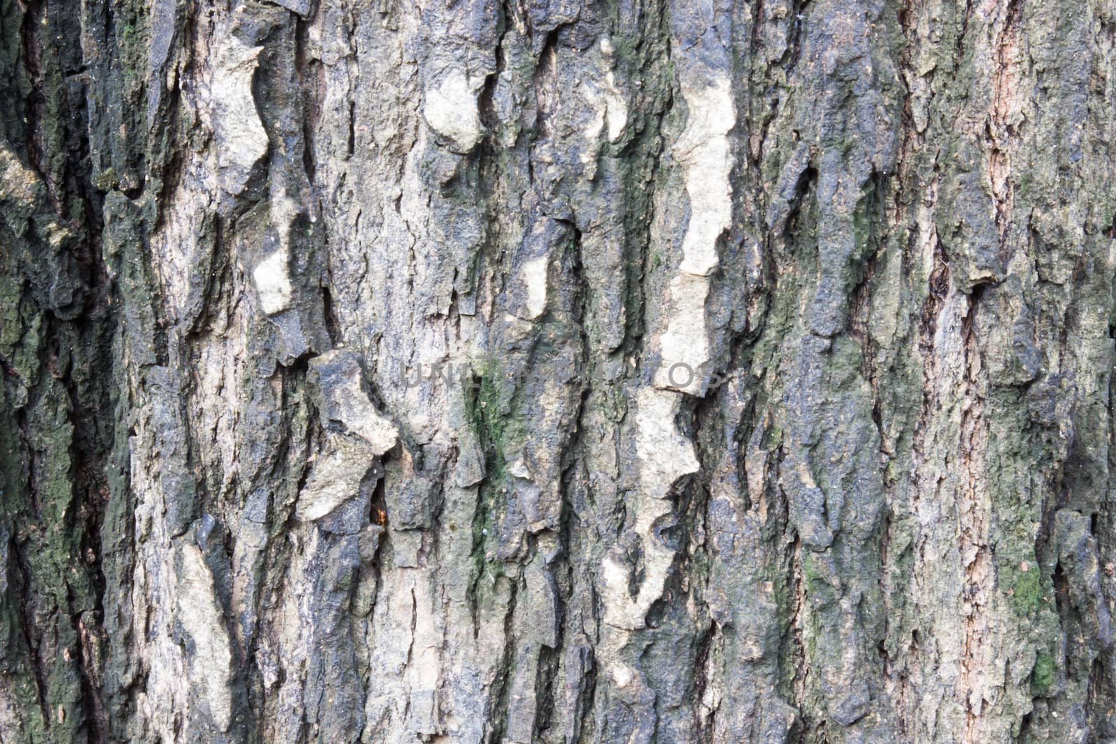 Tree Bark. Detailed.Texture effect. Background by photo2life