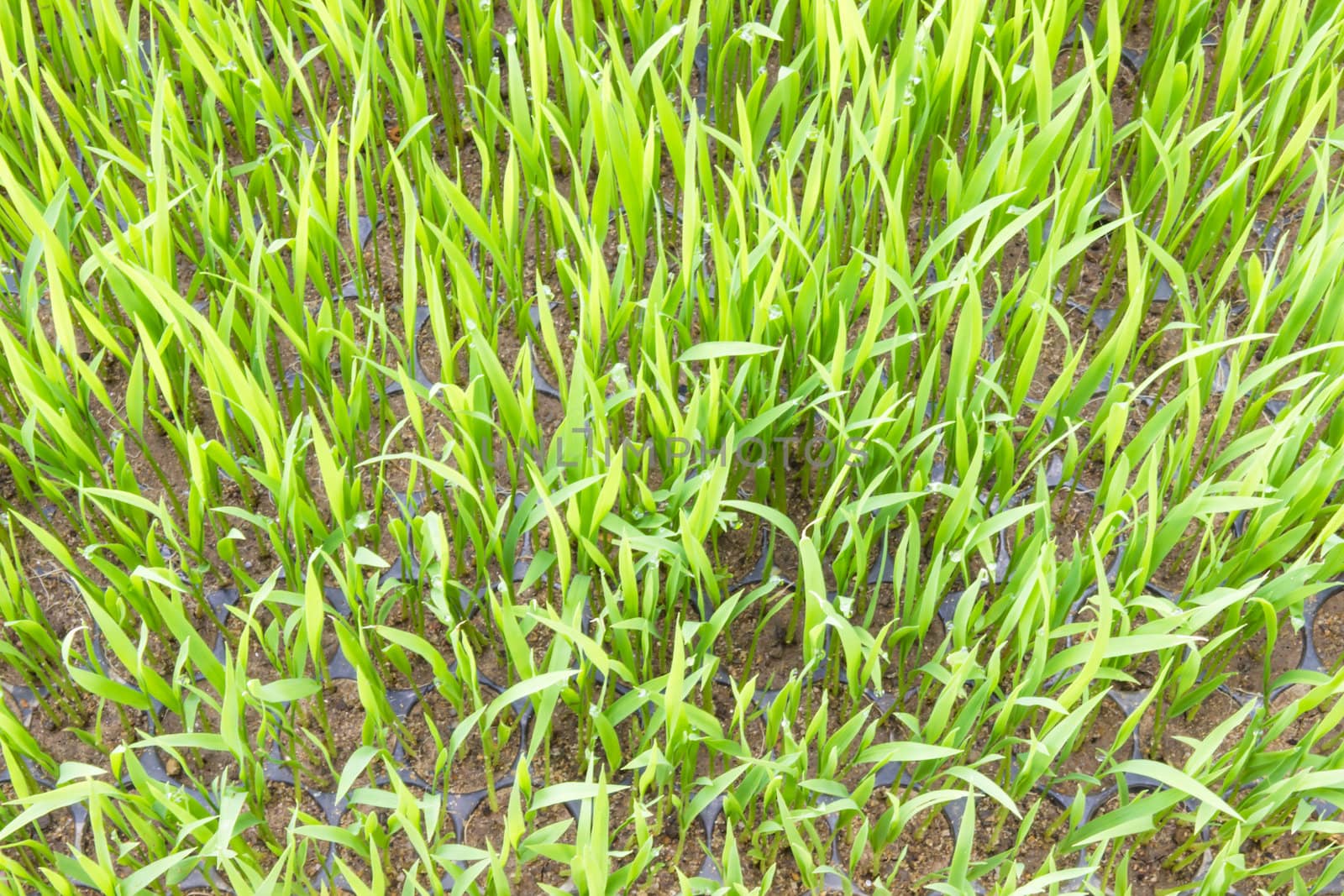 Young rice sprout in the box of nursery tray by photo2life