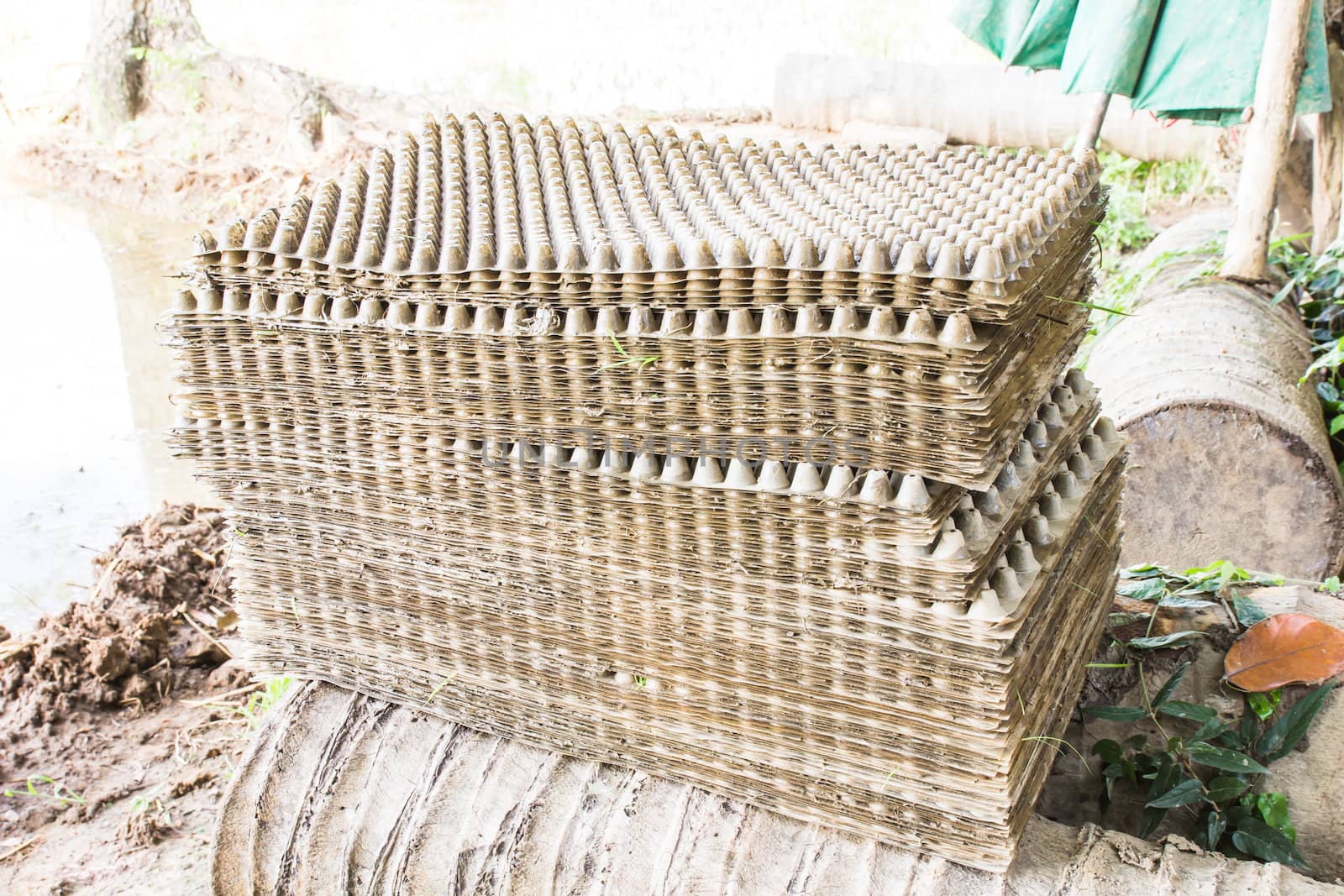 The box of nursery tray for rice sprout