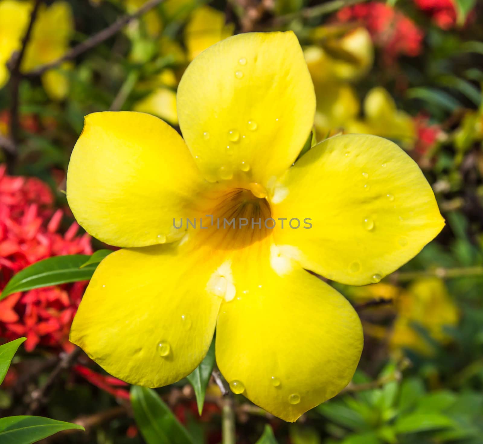 Allamanda or golden trumpet close up of  beautiful yellow flower by photo2life