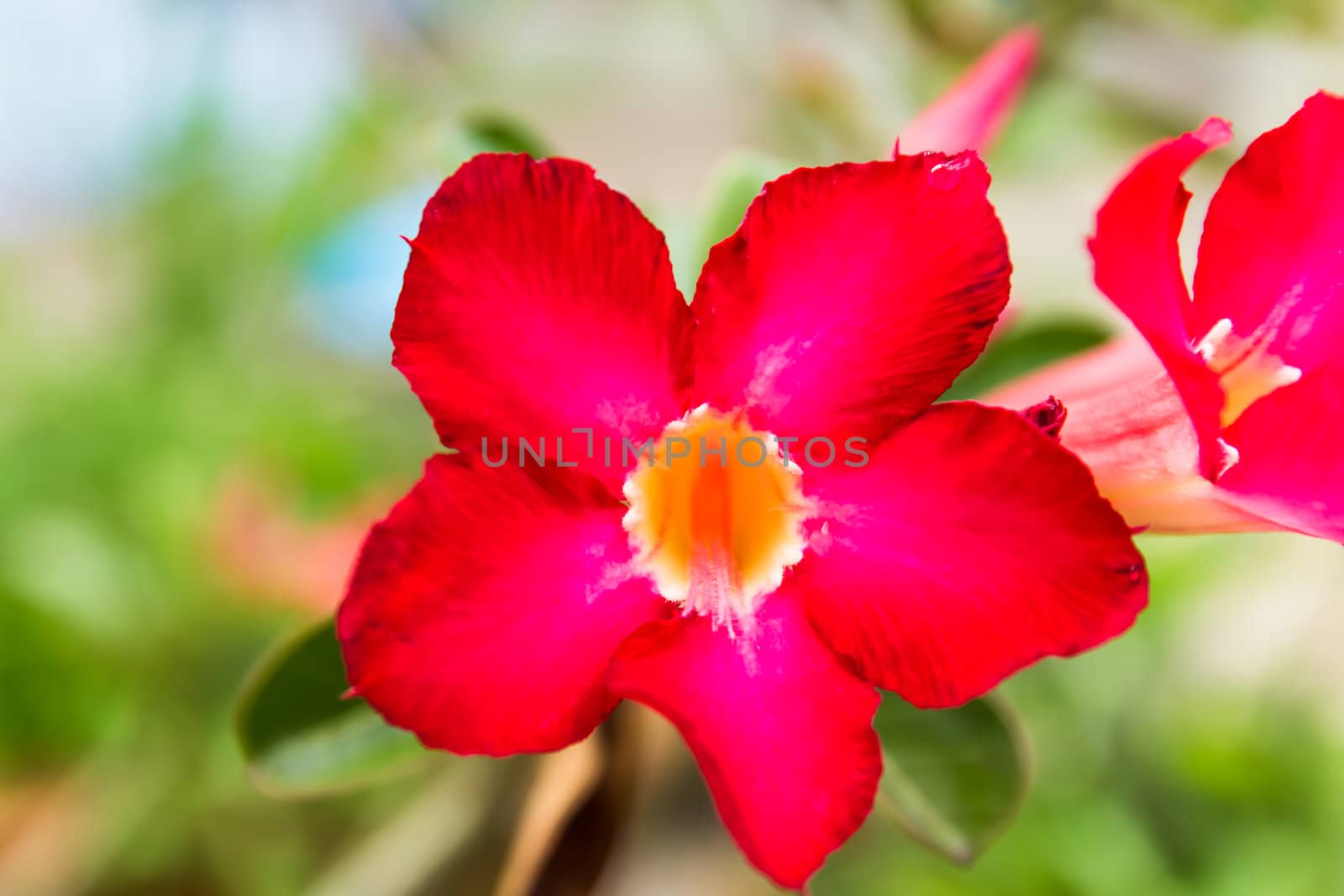 Red desert rose flower close up and flowers at backgroud