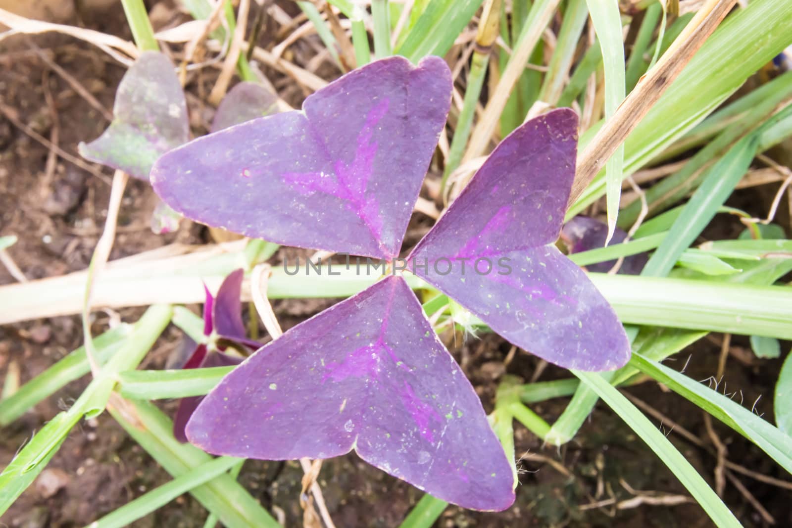 Purple sacred leaf photo on flowers at backgroud by photo2life