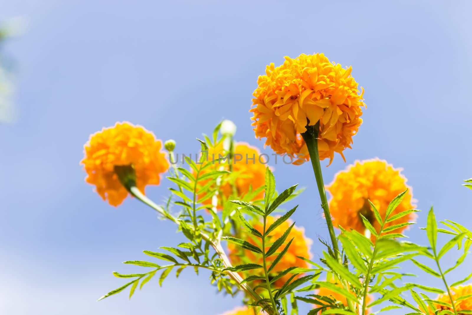 Marigolds flowers and blue sky in garden ,Thailand by photo2life