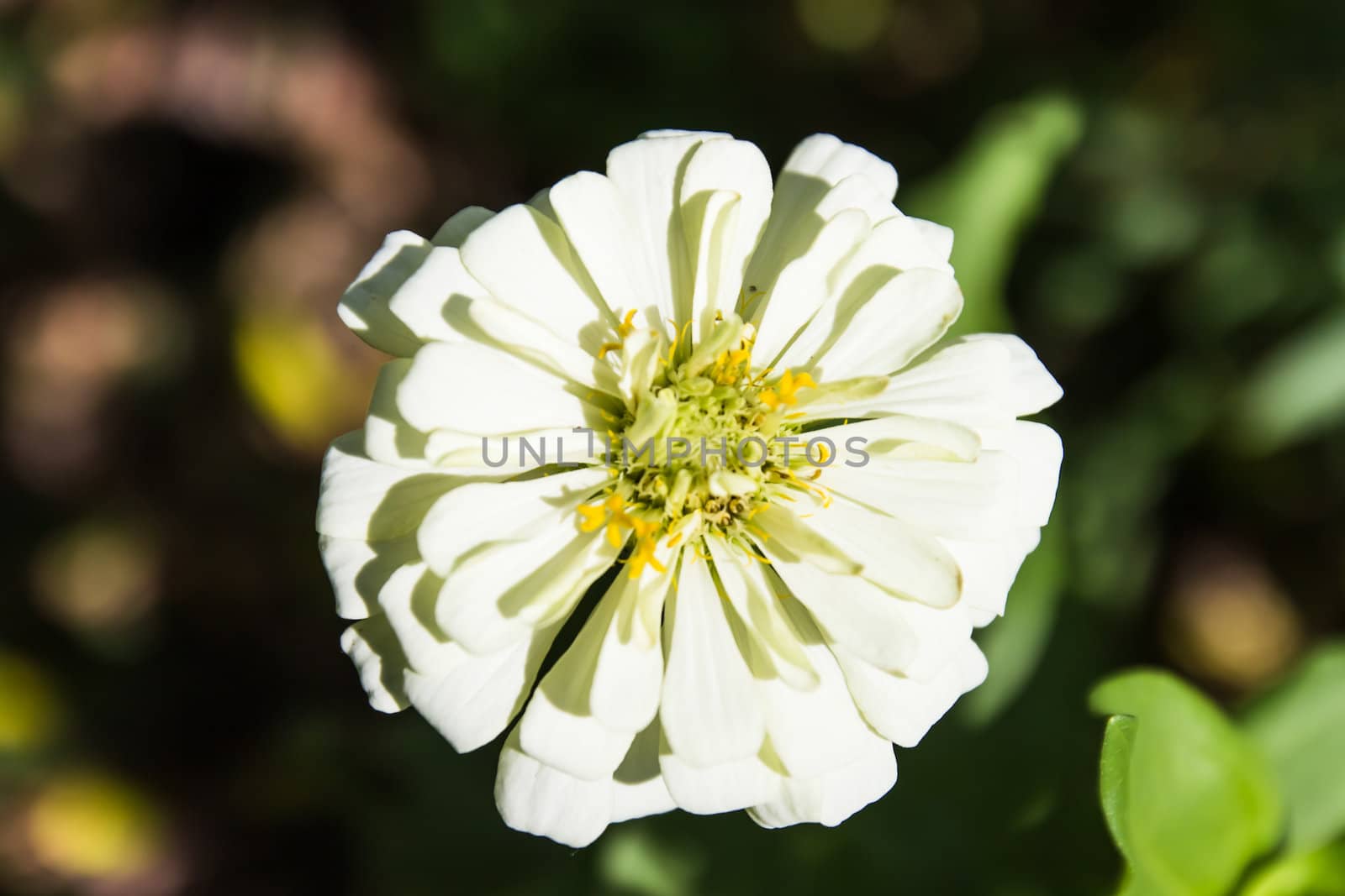 Zinnia flower on garden, Zinnia of the family Asteraceae.