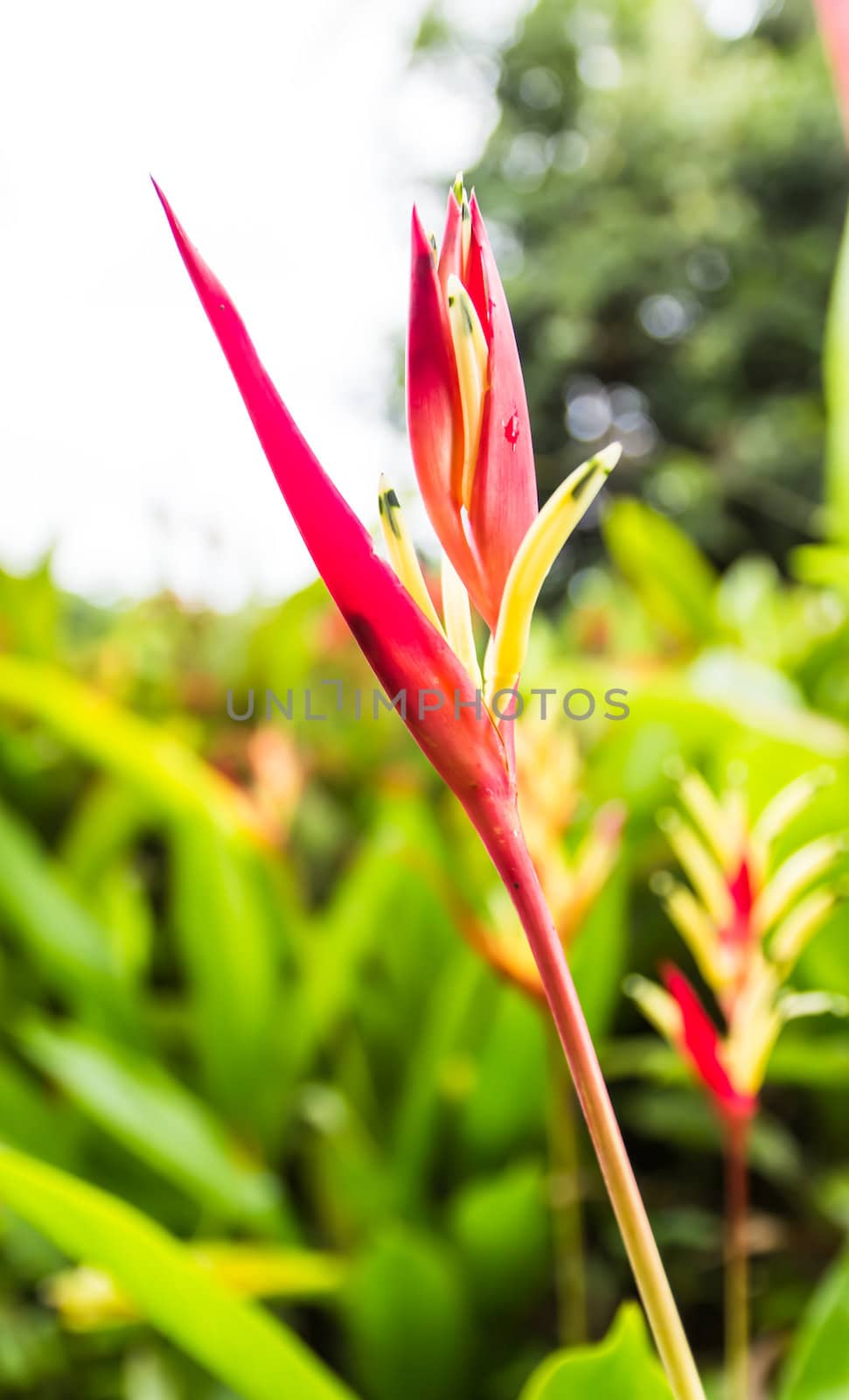 Heliconia flower blossom in garden on flowers at backgroud