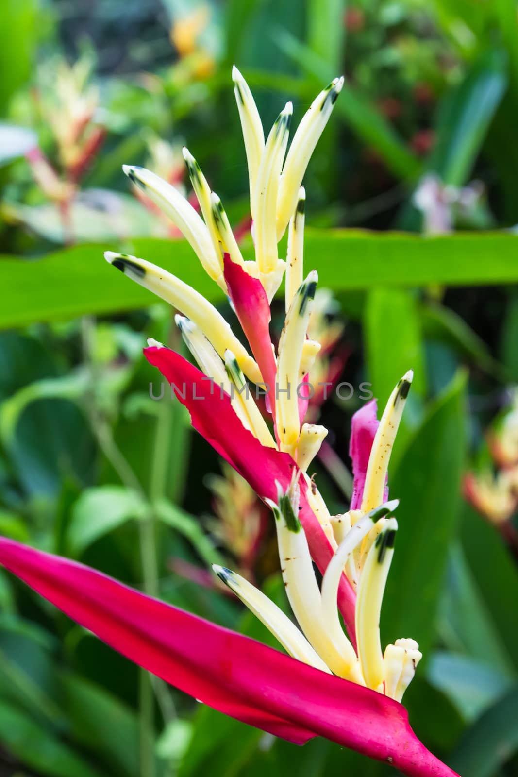 Heliconia flower blossom in garden on flowers at backgroud by photo2life