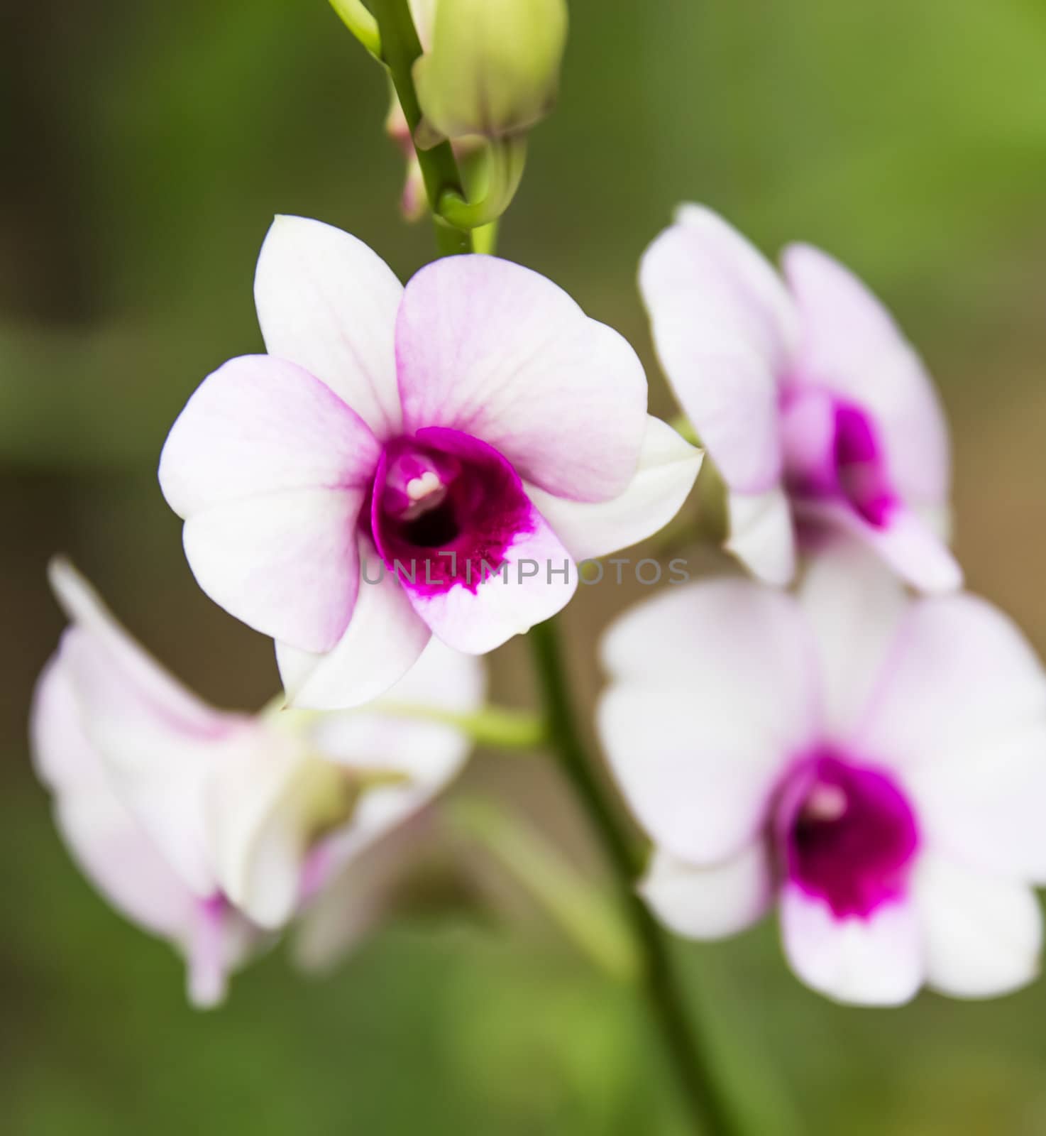 Beautiful orchid flowers in garden ,Nature in Thailand  by photo2life