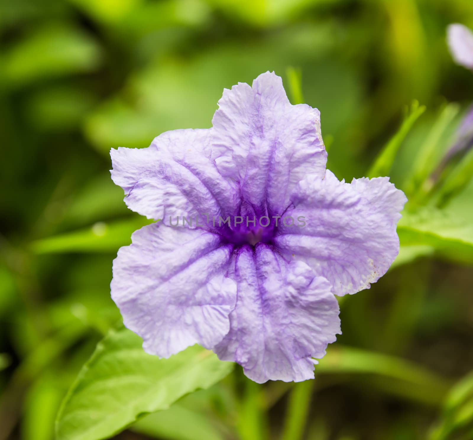 Purple Ruellia Tuberosa Flower on flowers at backgroud by photo2life