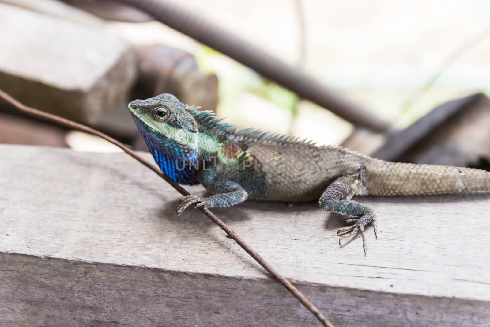 Lizard, Closeup of a colorful lizard on wood background.  by photo2life