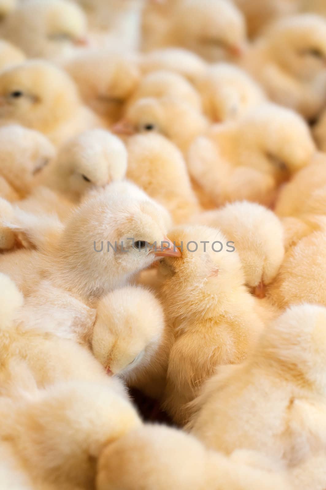 Group of chicks crowded in farm