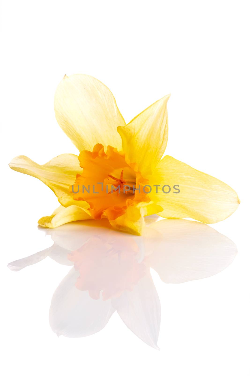 Narcissus flower. Yellow flower. Flower on a white background. Spring flower.