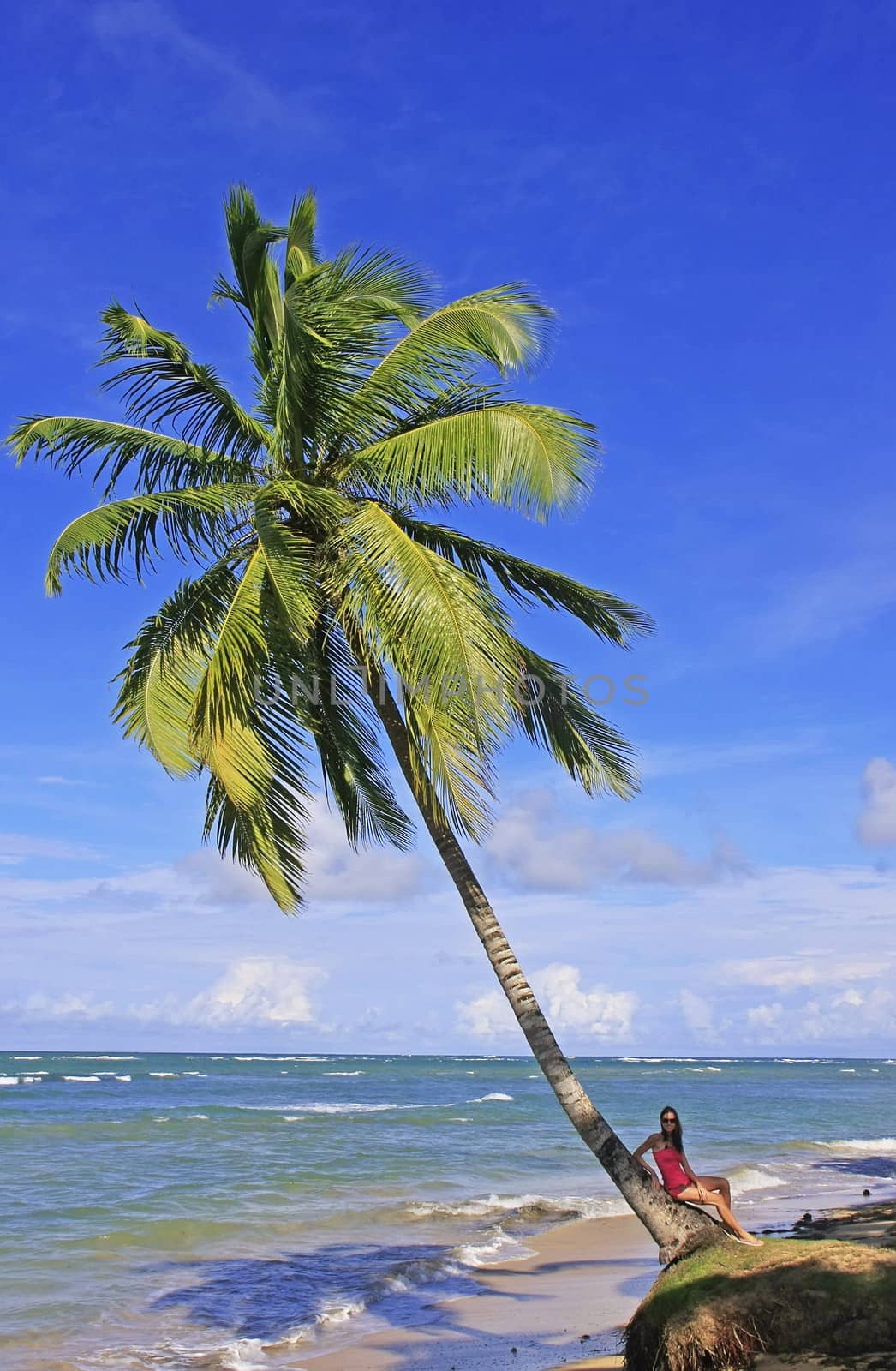 Leaning palm tree at Las Terrenas beach, Samana peninsula by donya_nedomam